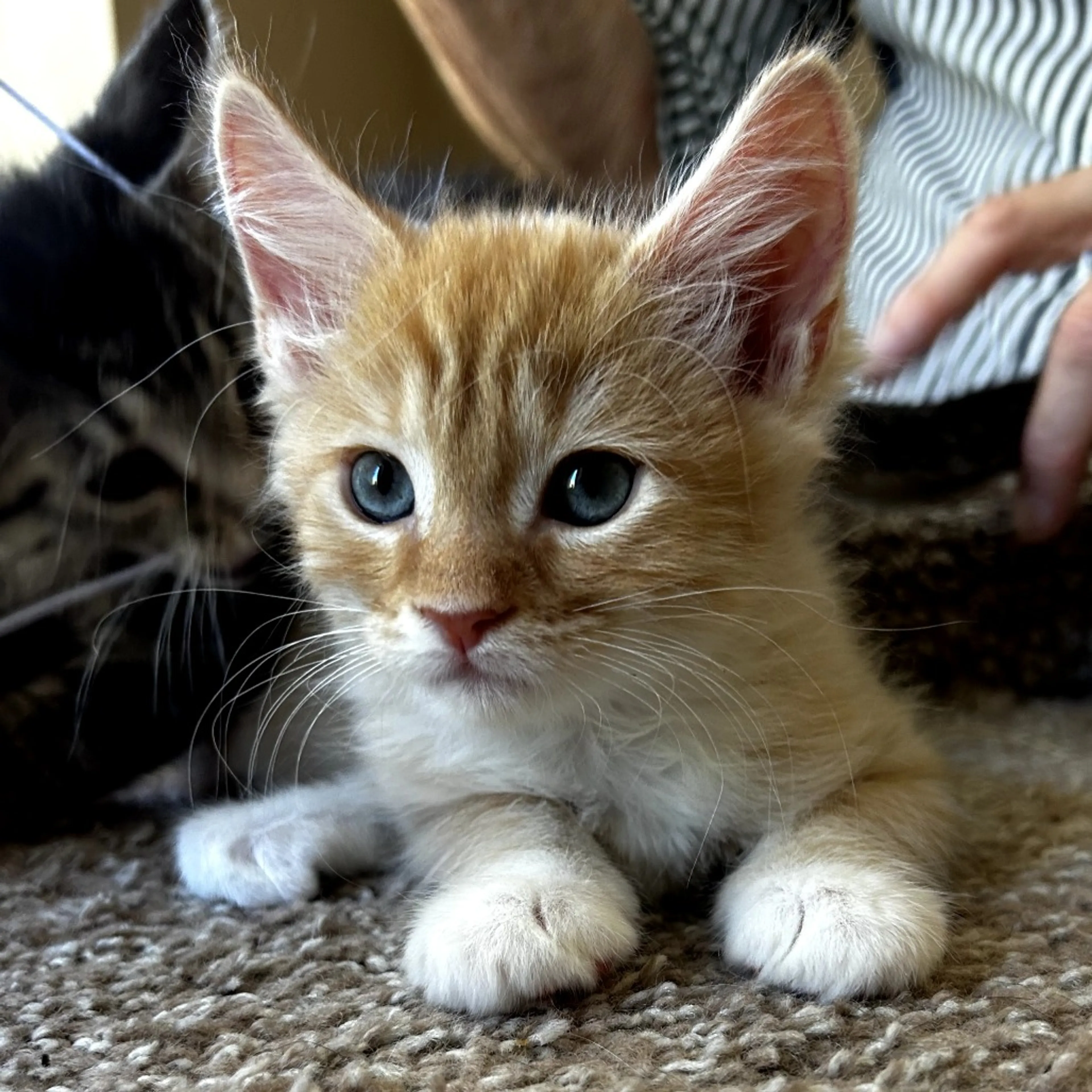 Found pet-3