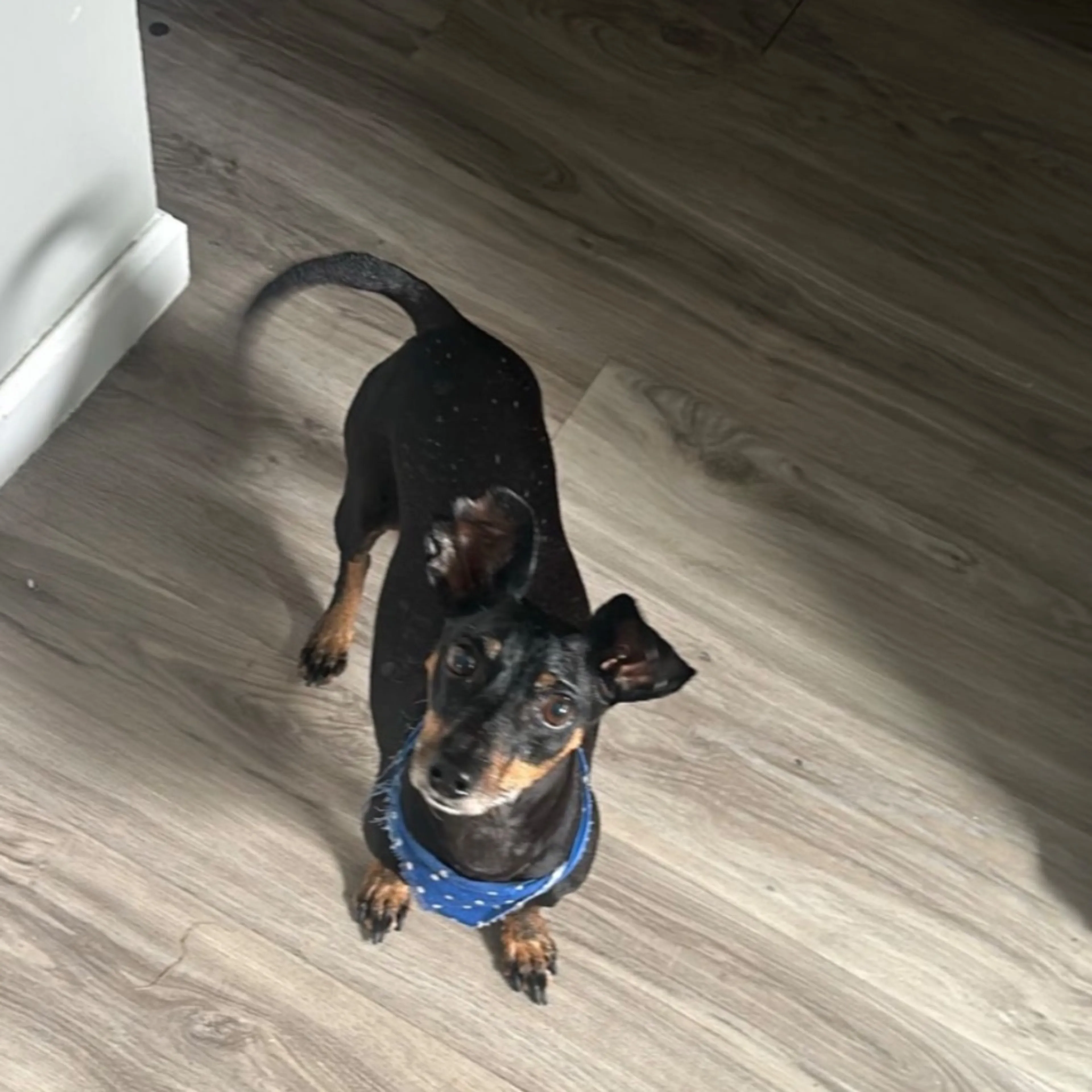 Lost pet