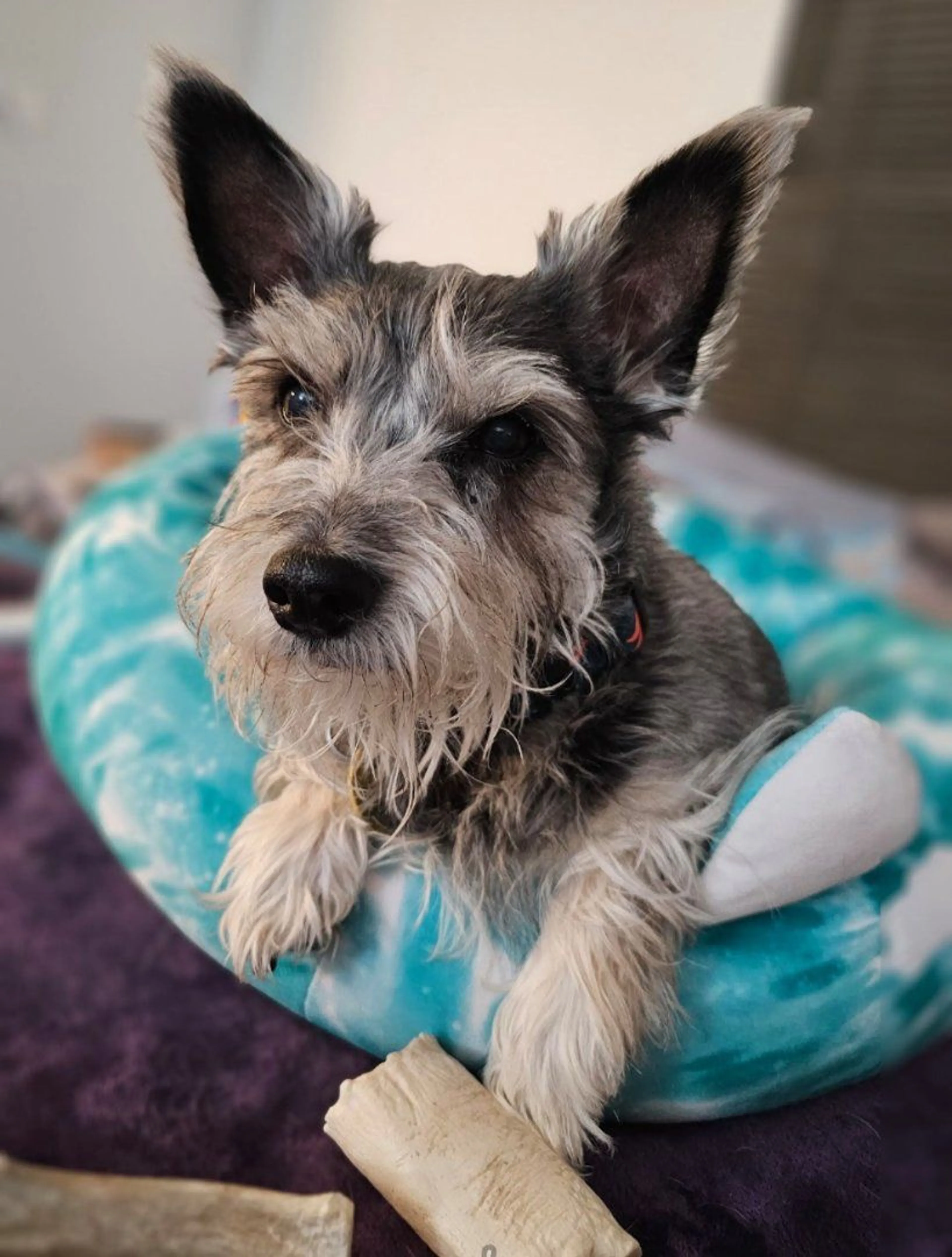 Lost pet