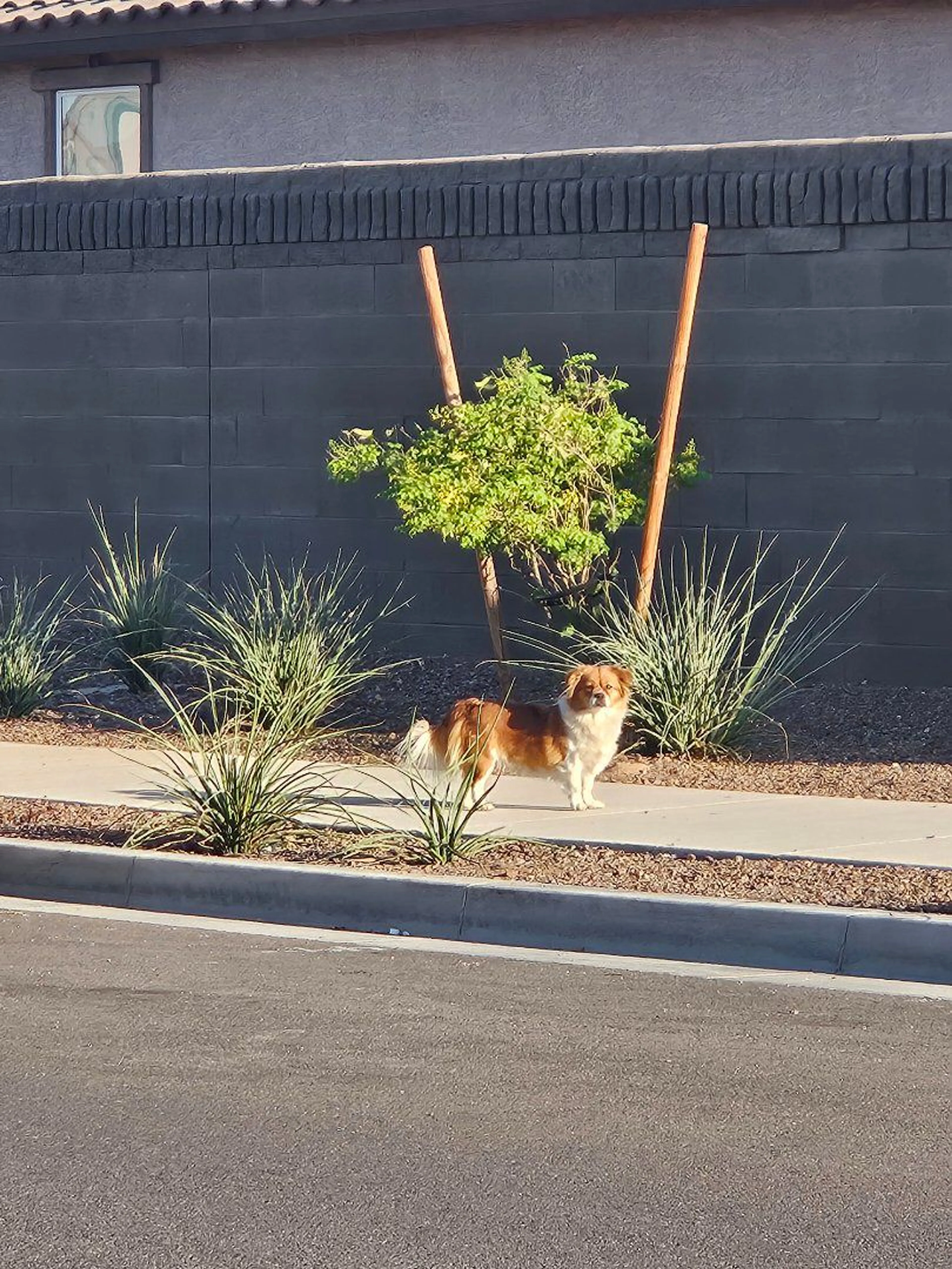 Lost pet