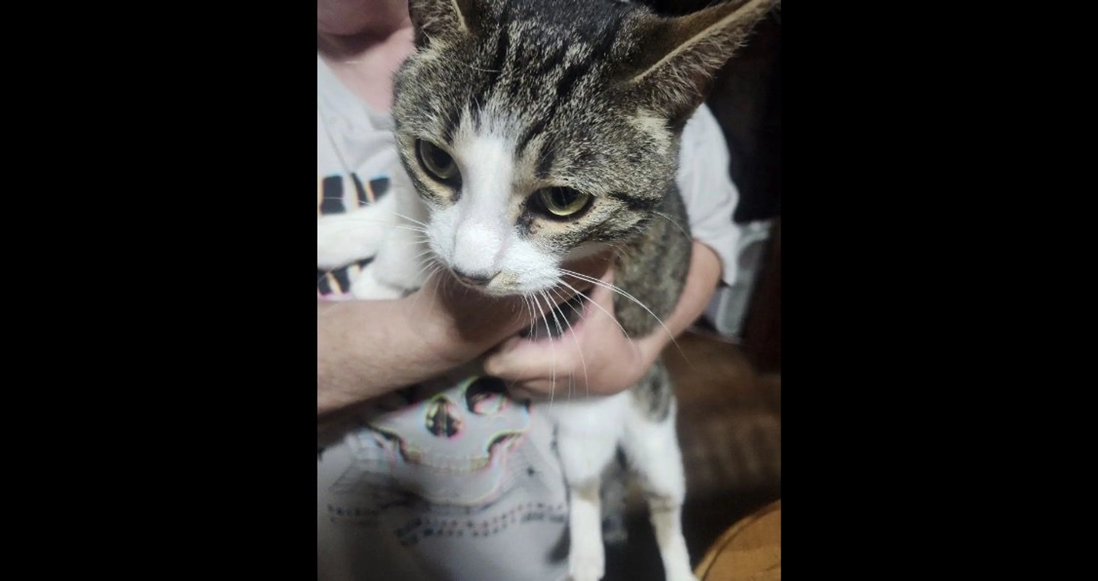 Lost pet-1