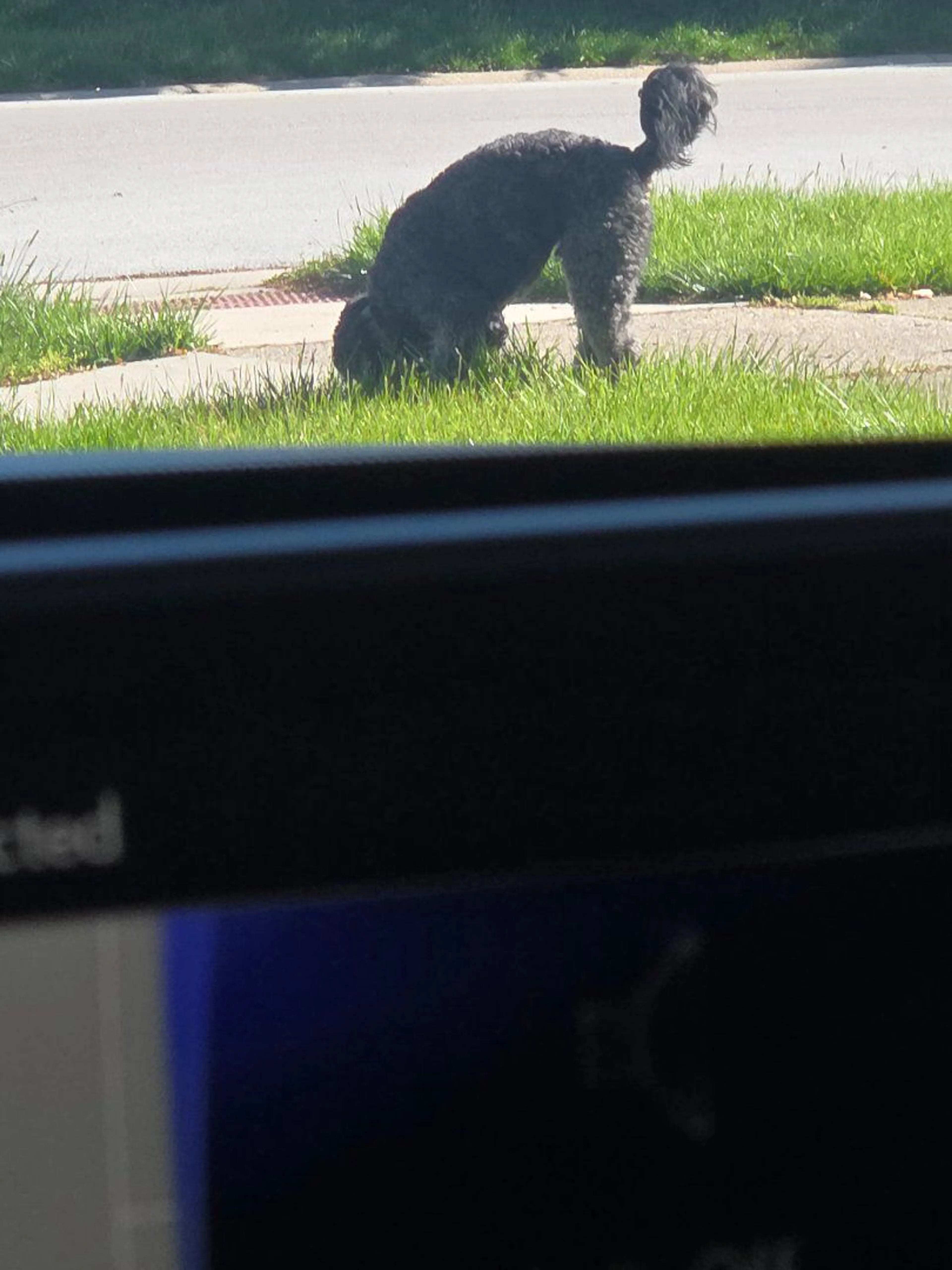 Lost pet