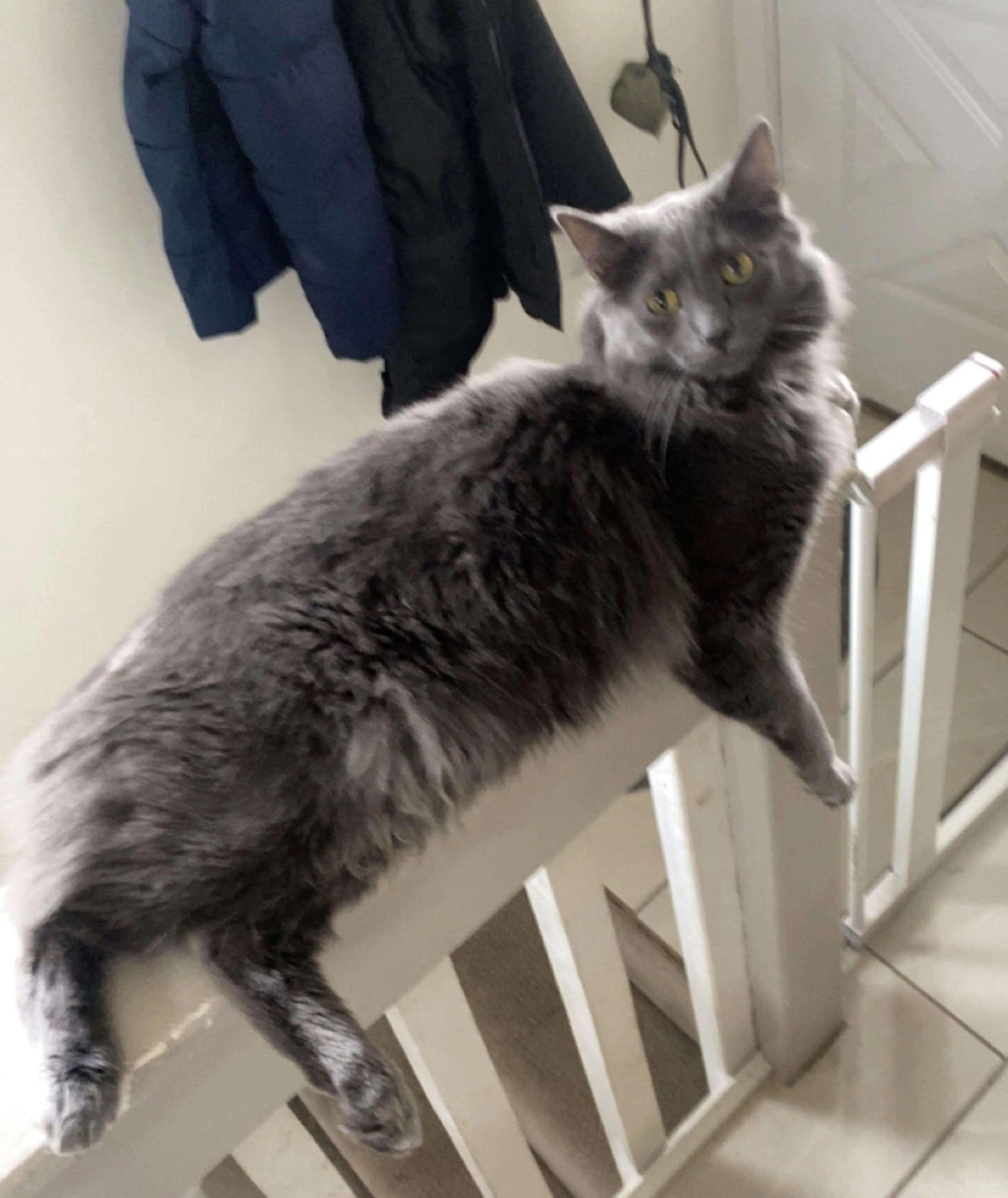 Lost pet