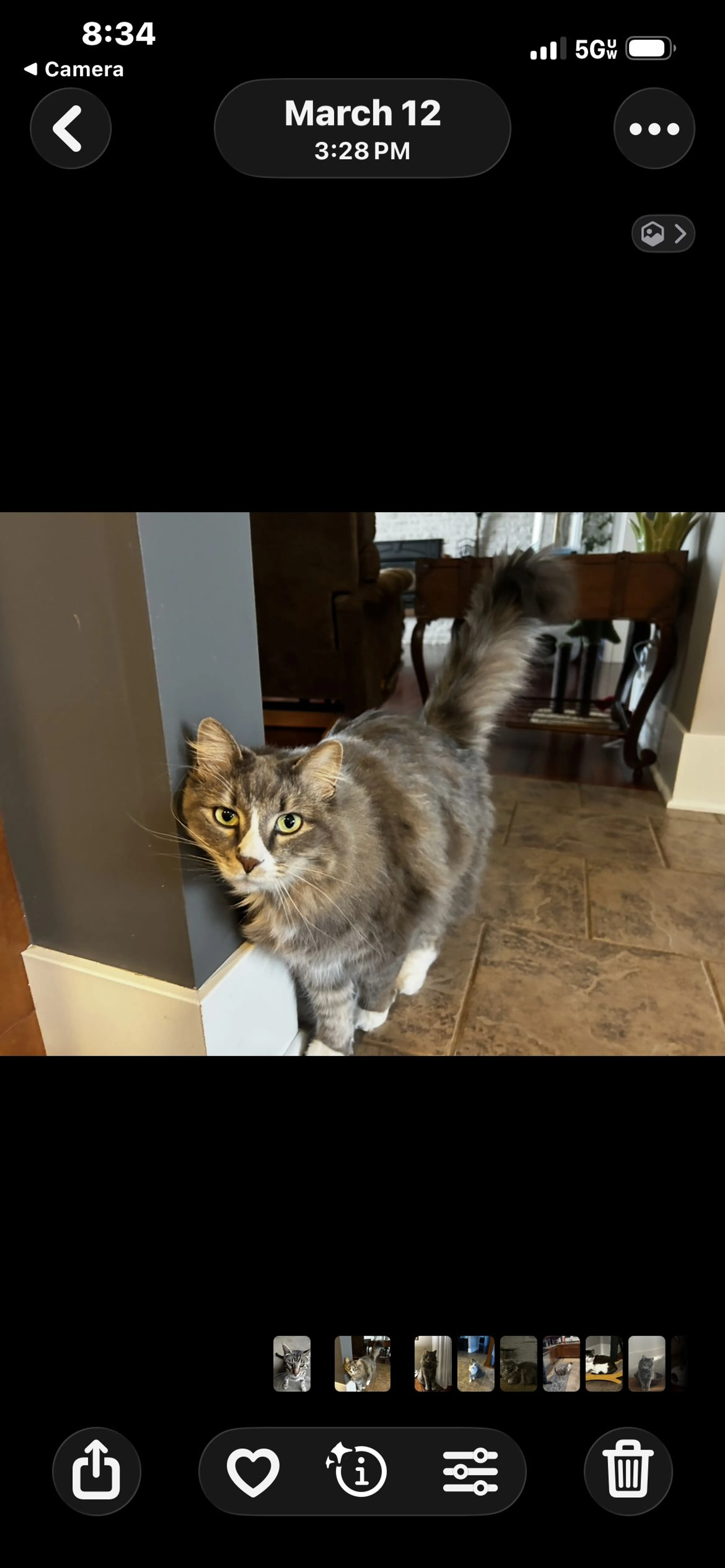 Lost pet-1