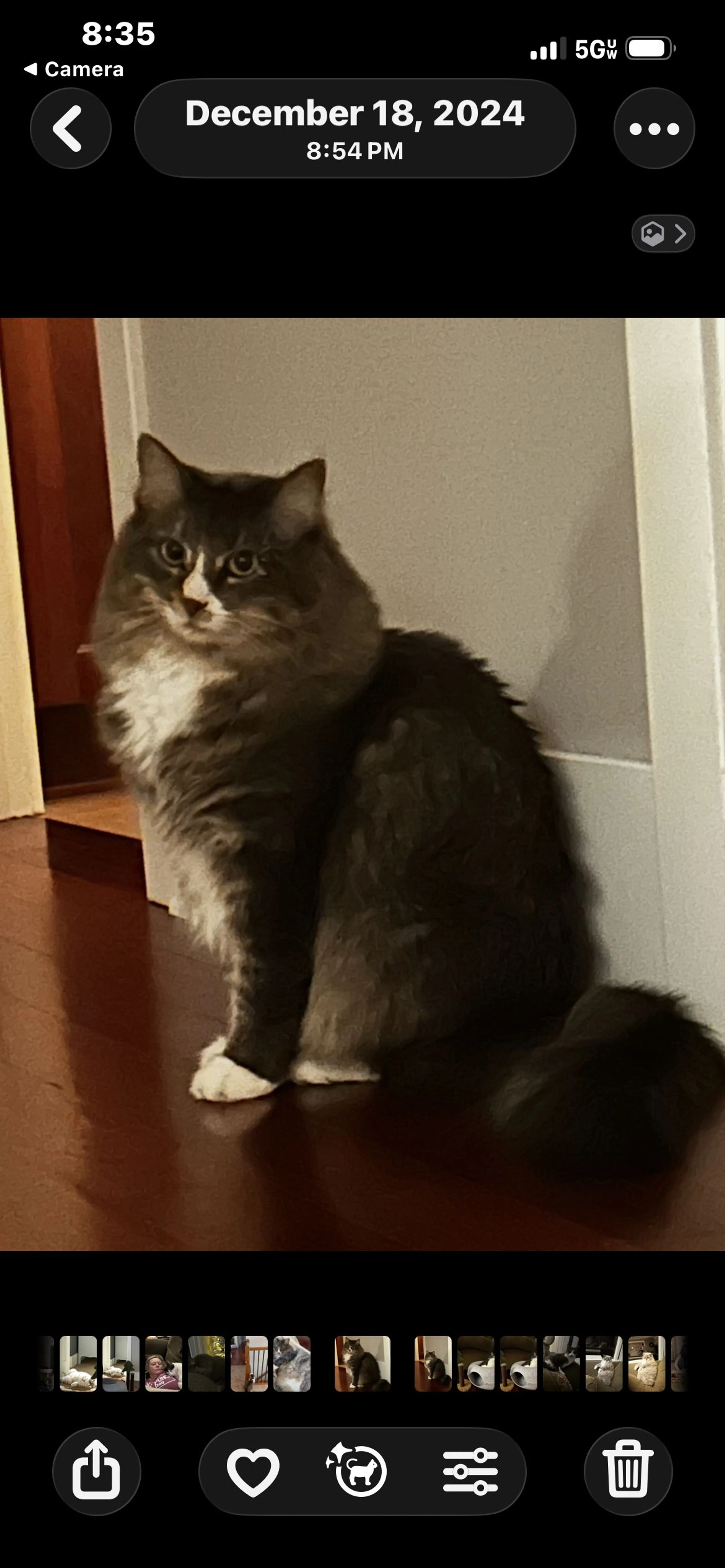 Lost pet-2