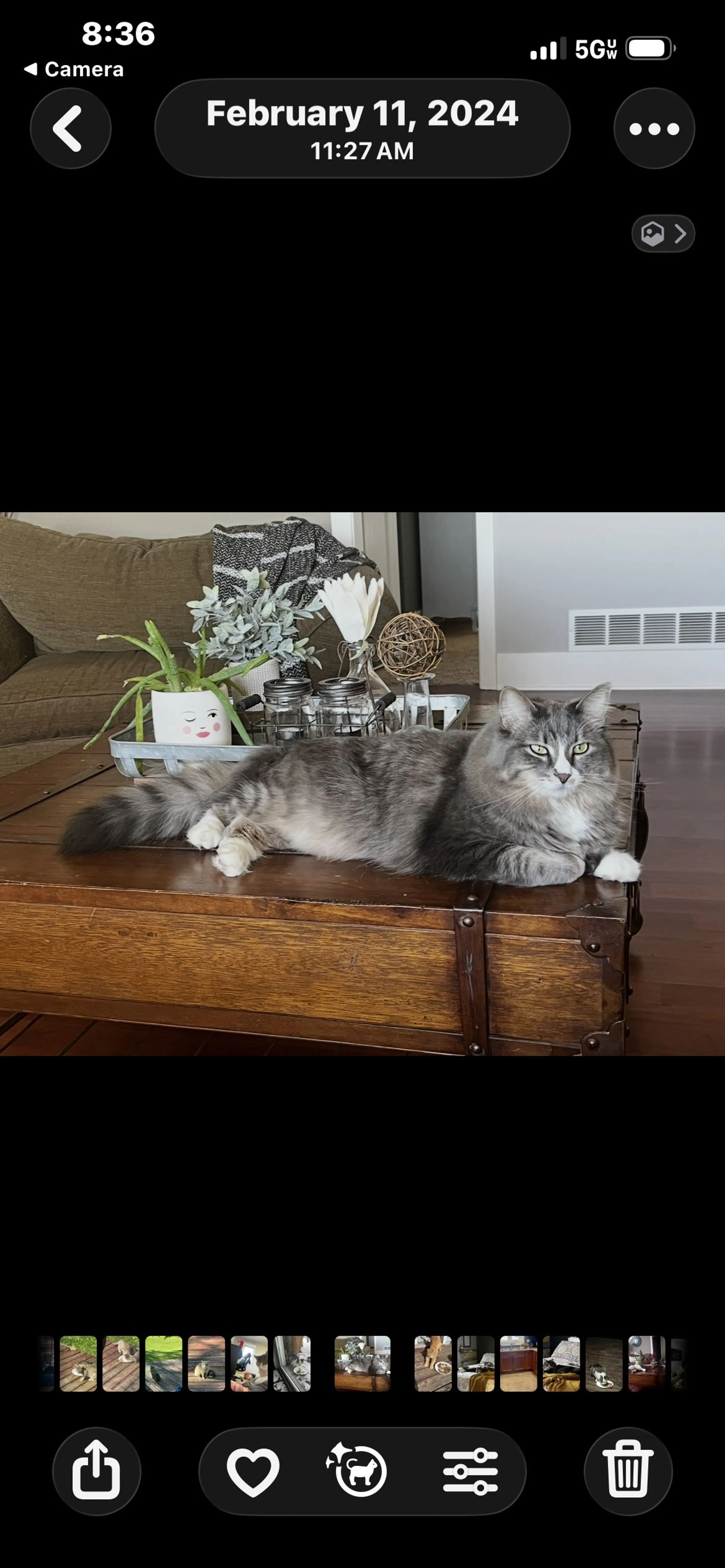 Lost pet-0