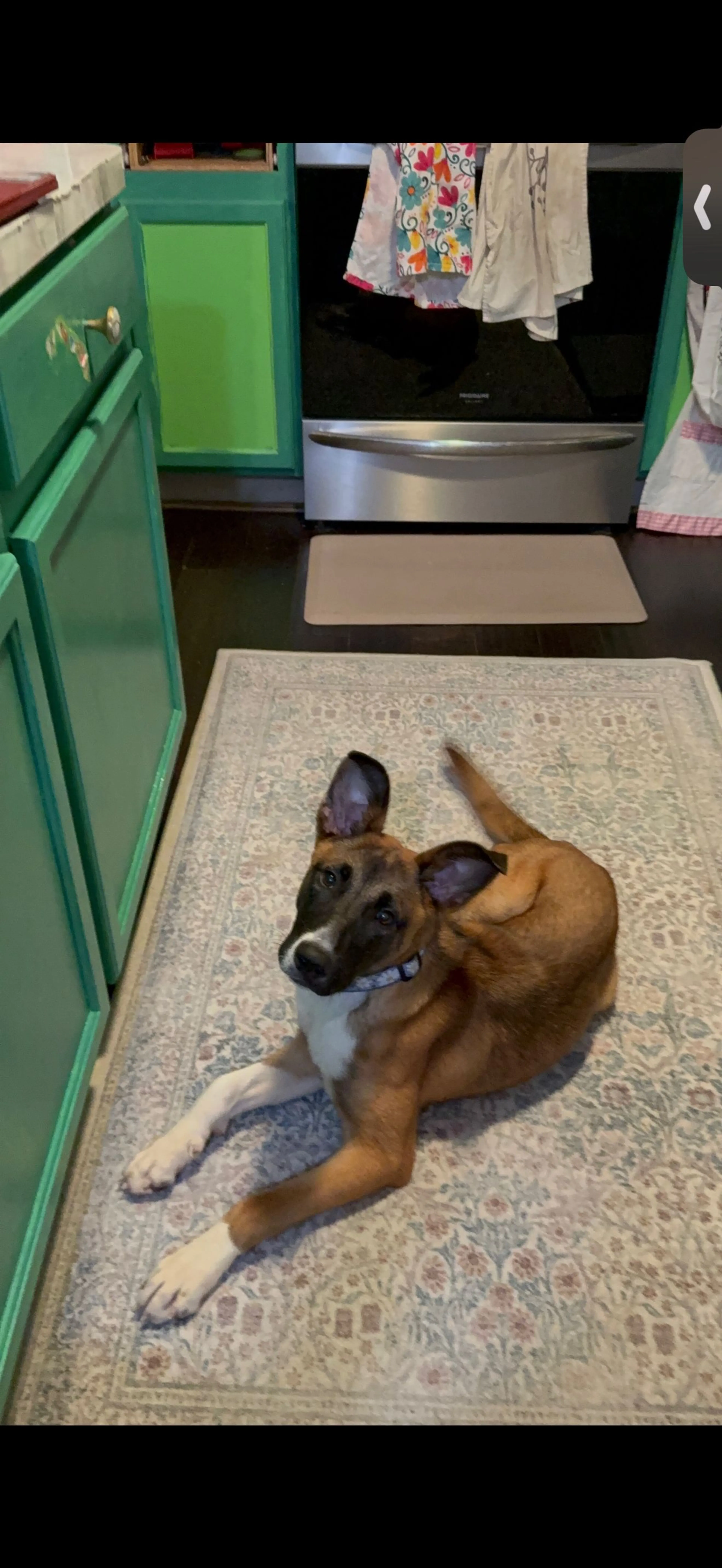 Lost pet-1