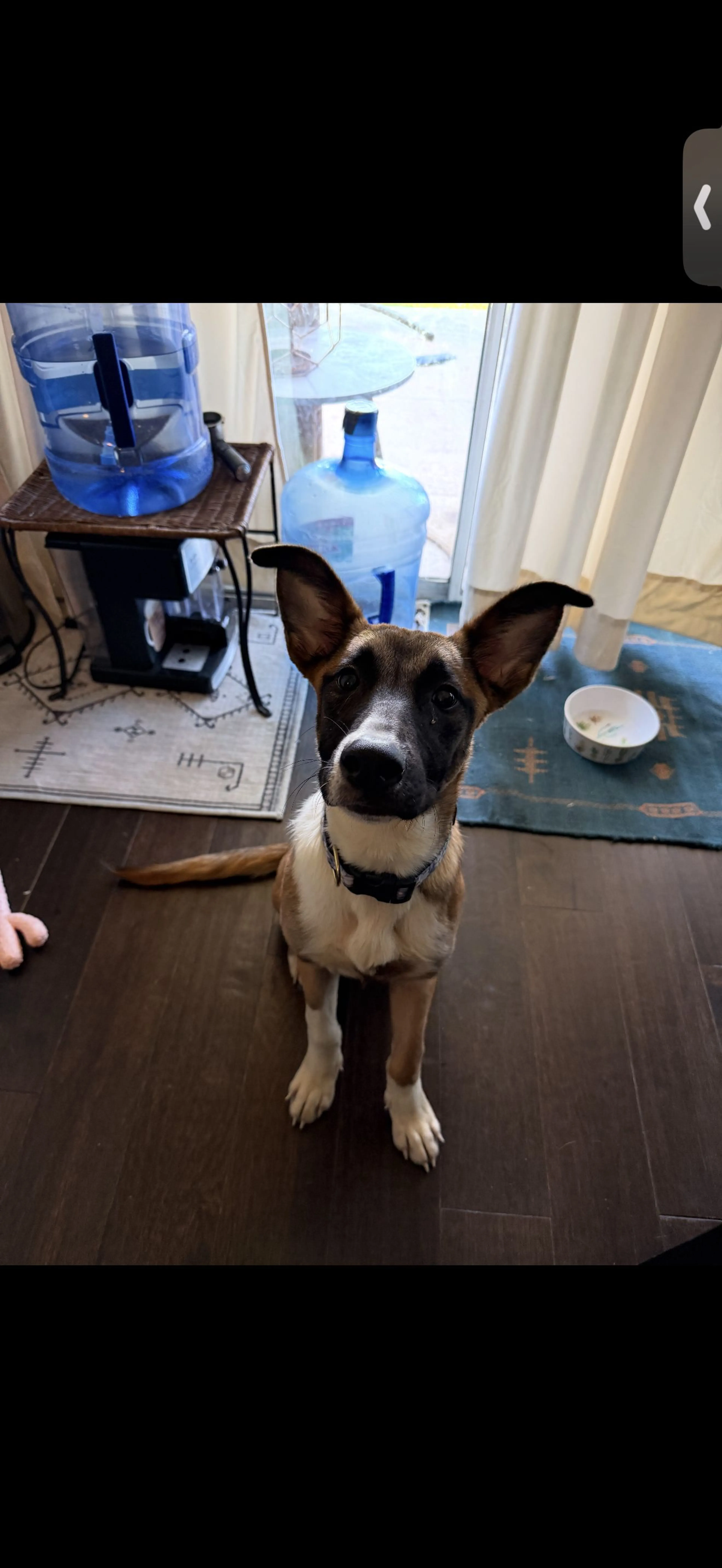 Lost pet-2