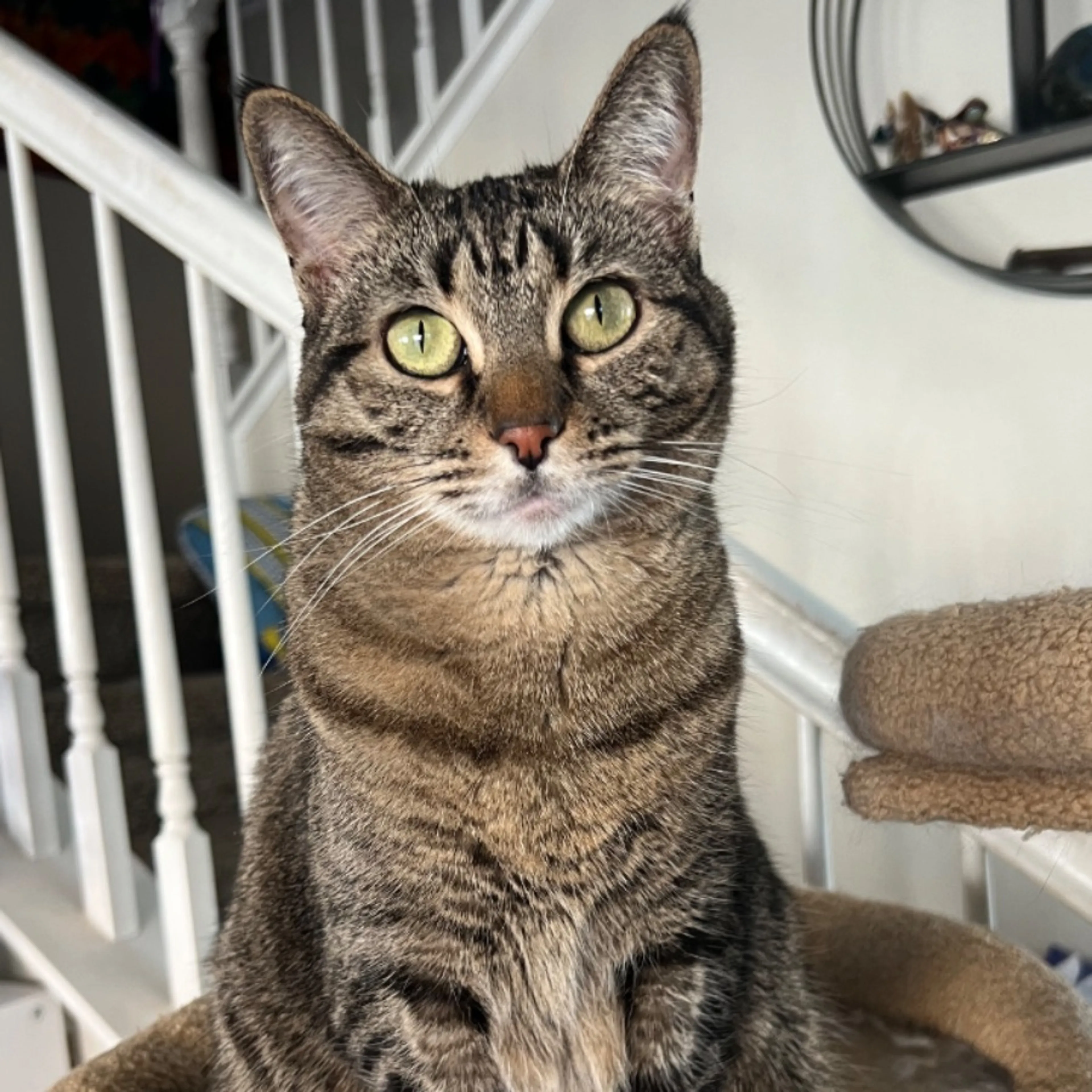 Lost pet