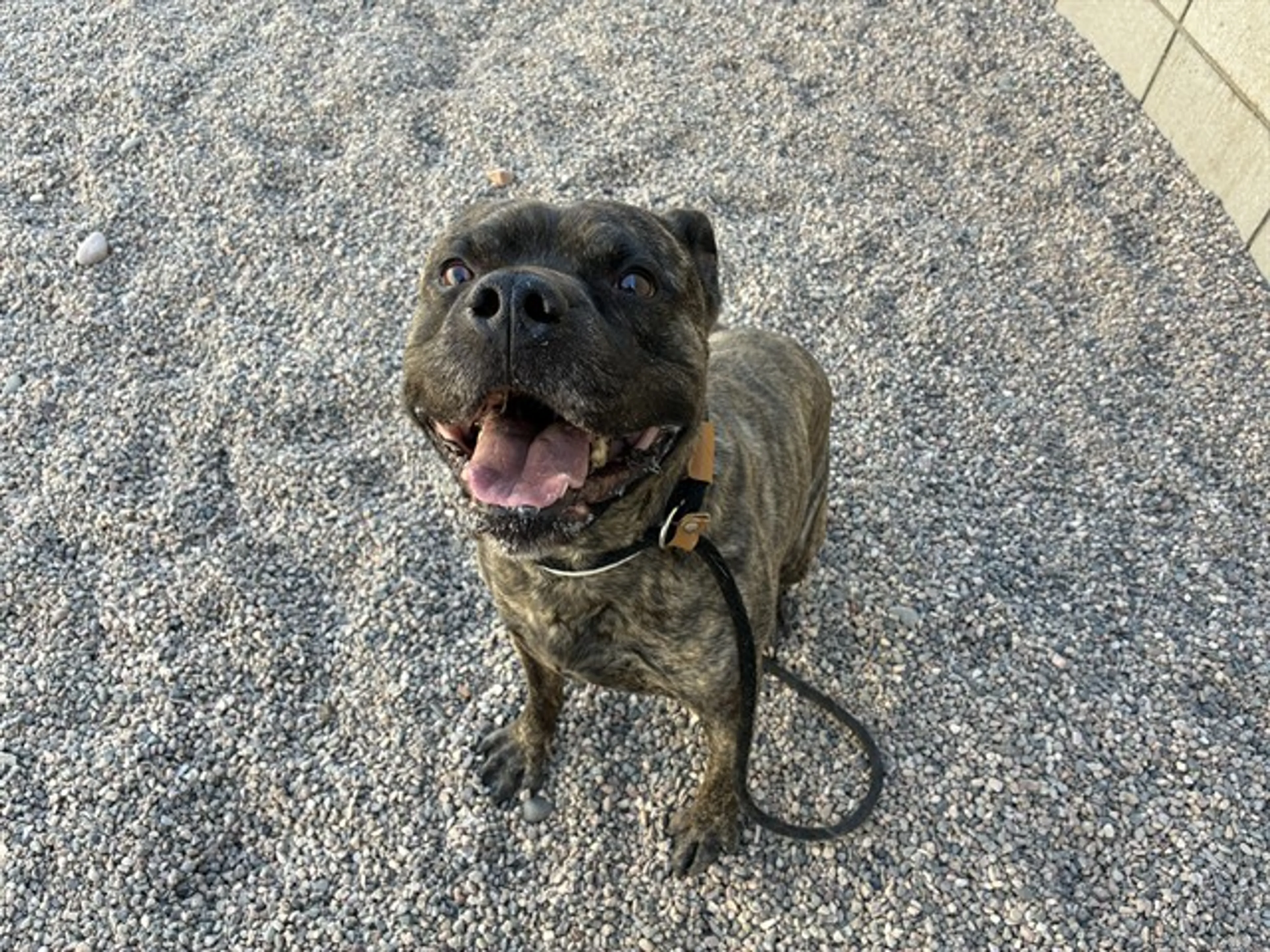 Found pet