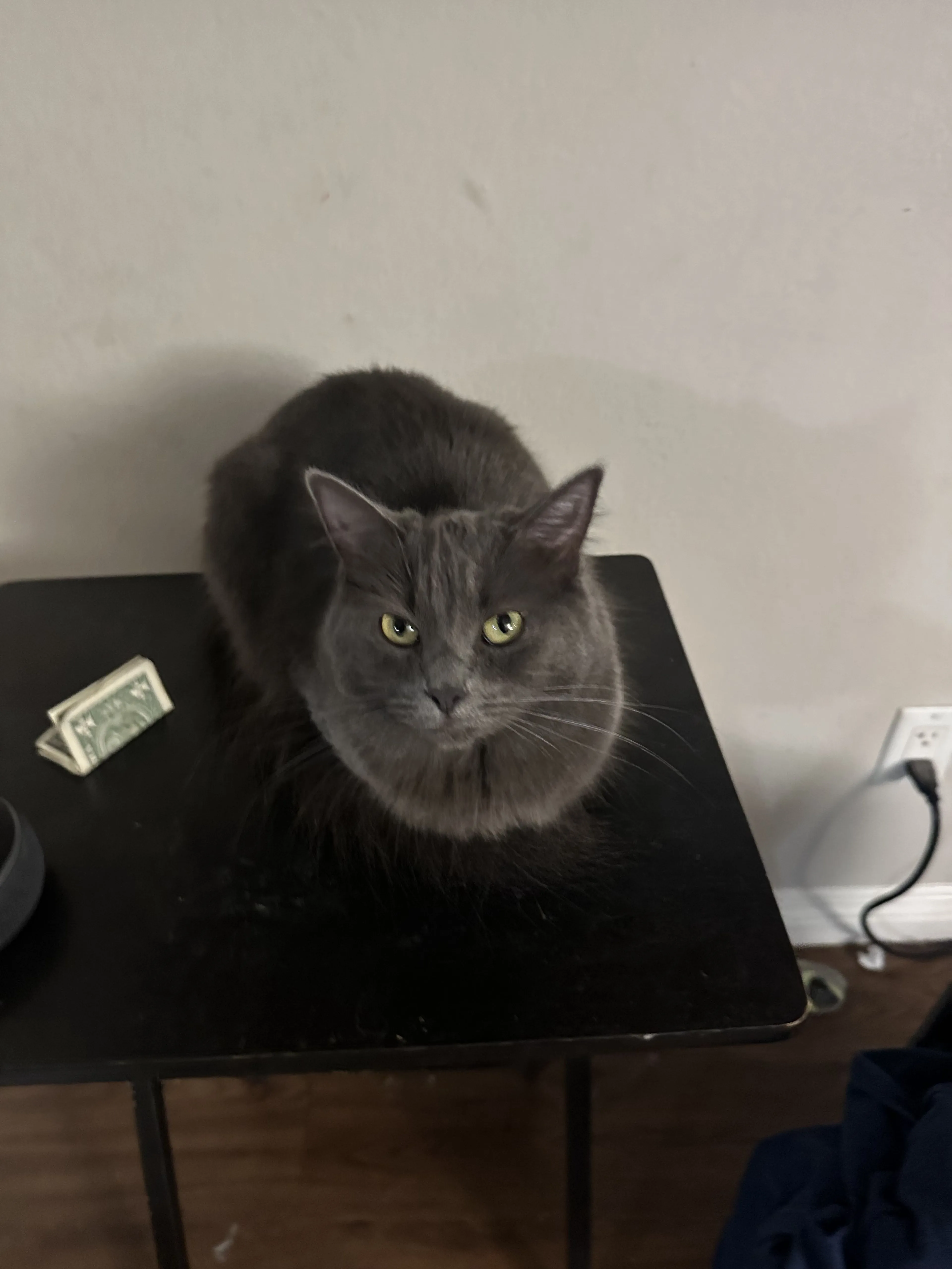 Lost pet-2