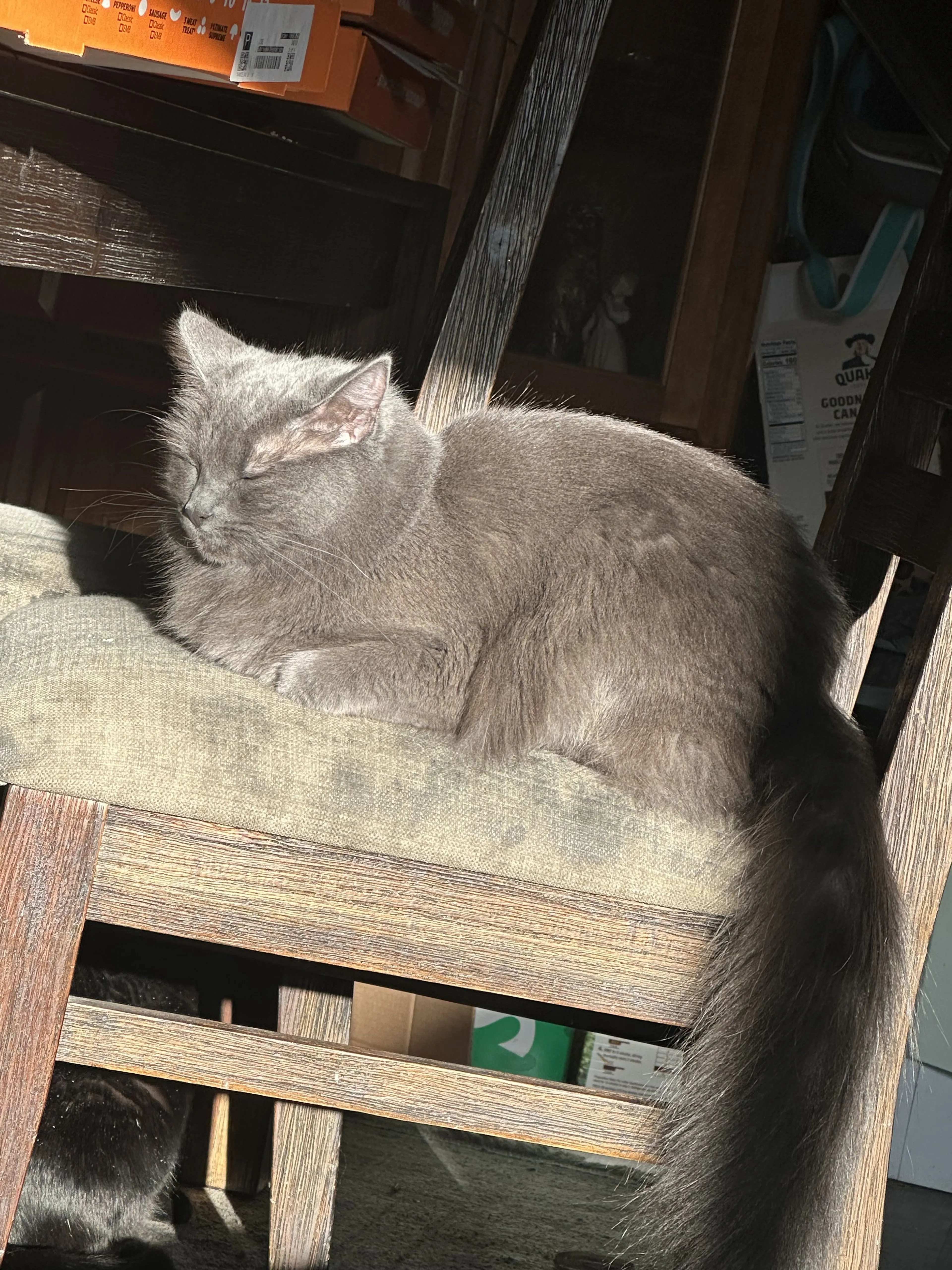 Lost pet-1
