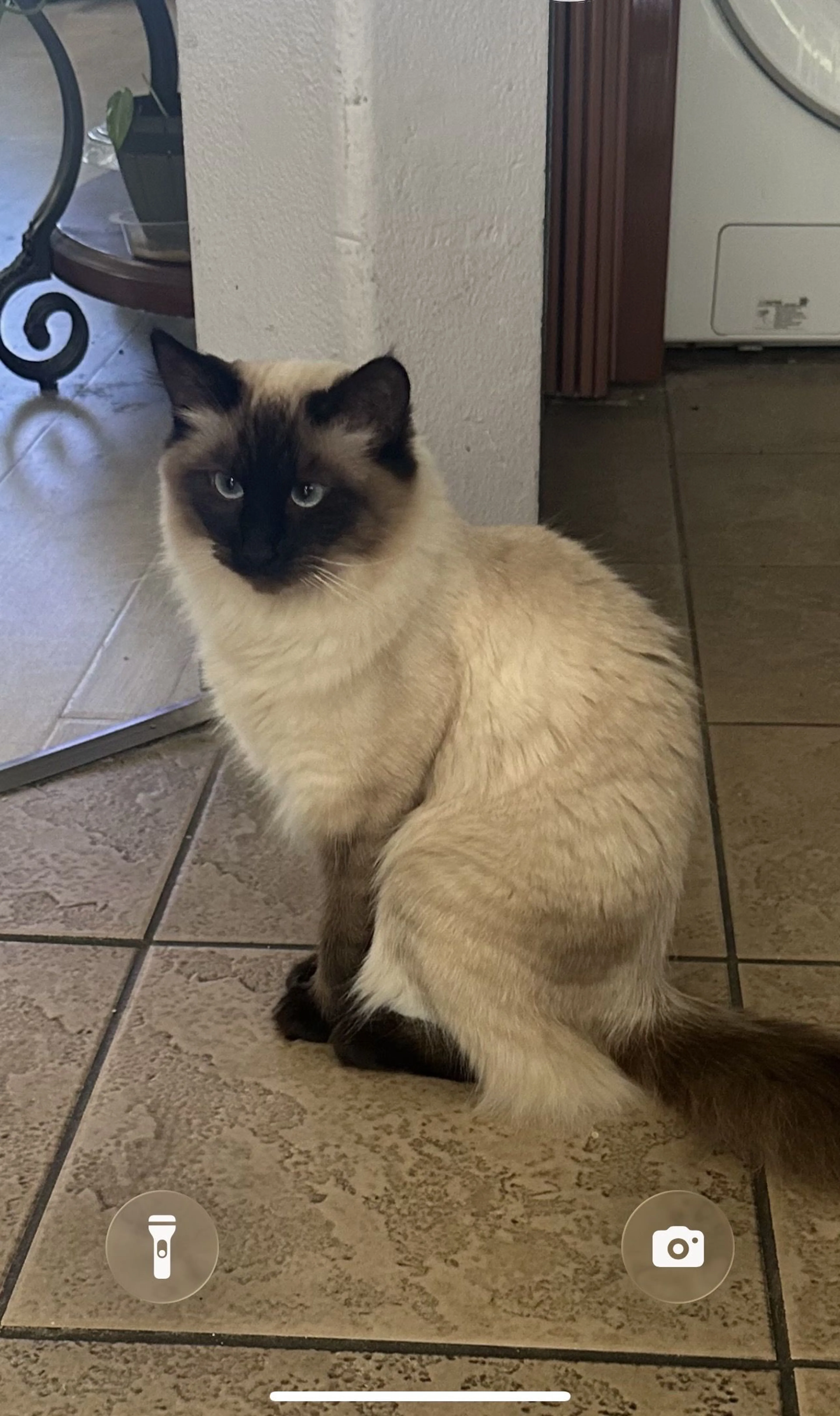 Lost pet
