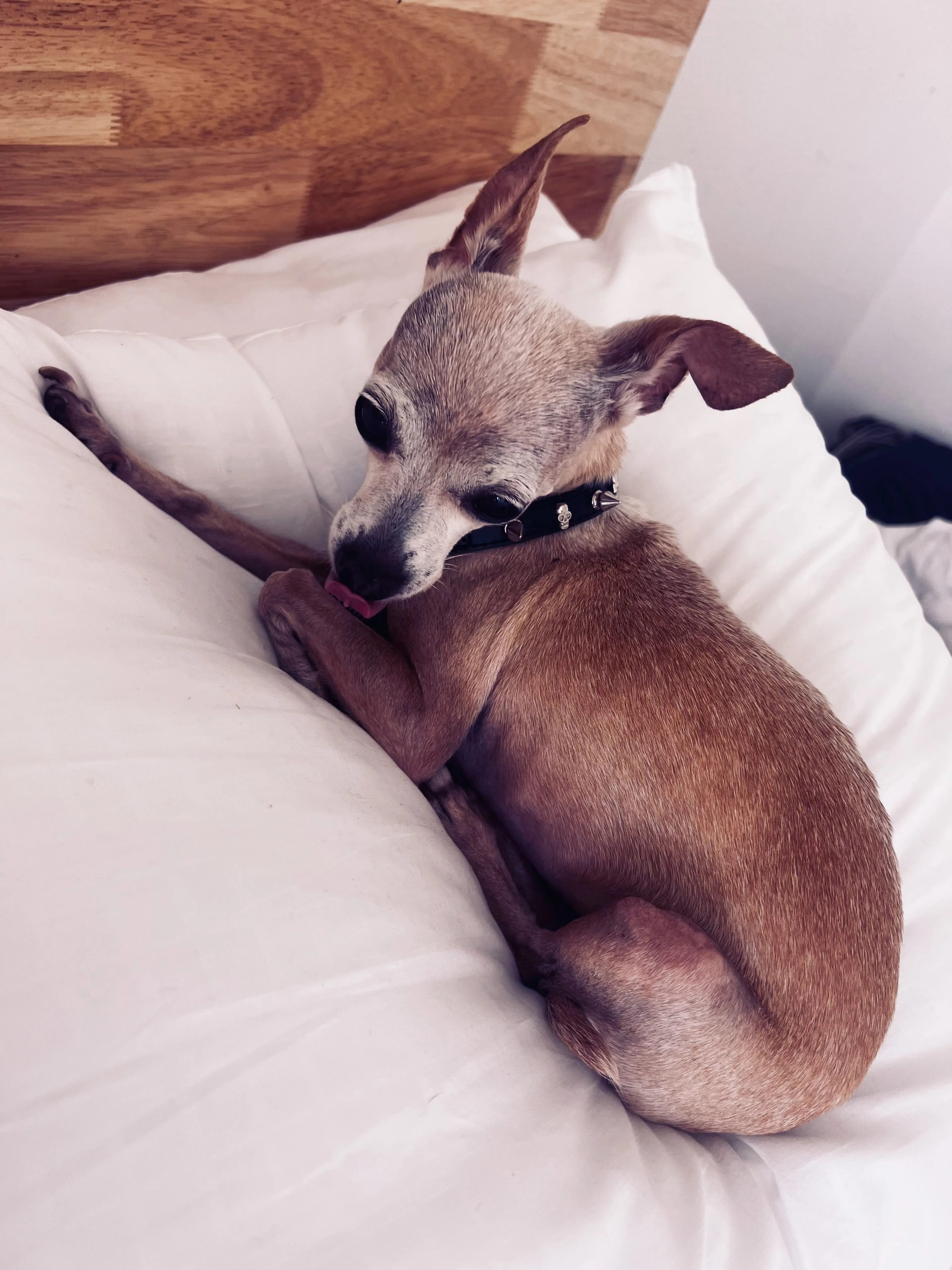 Lost pet-1
