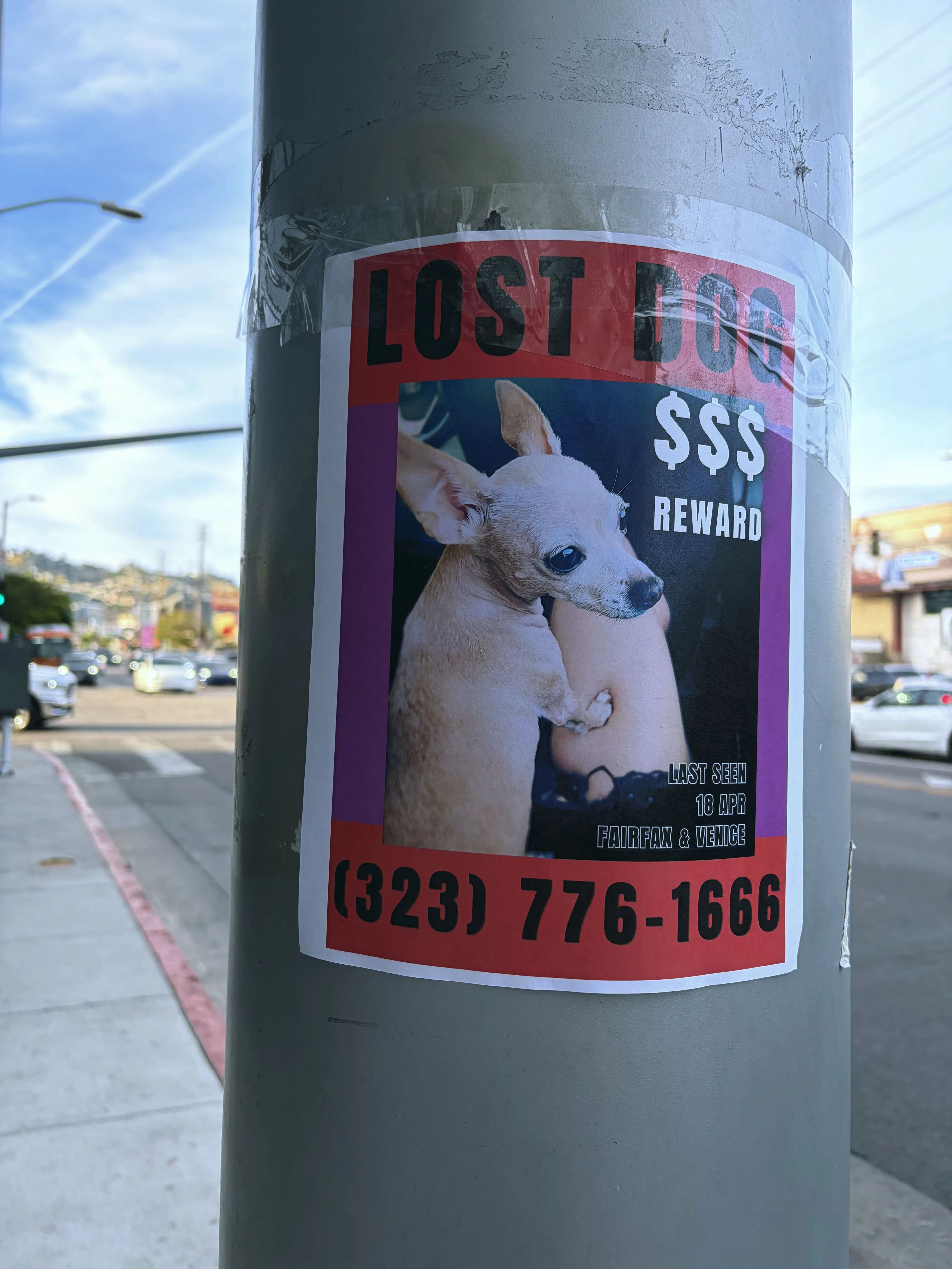 Lost pet-4