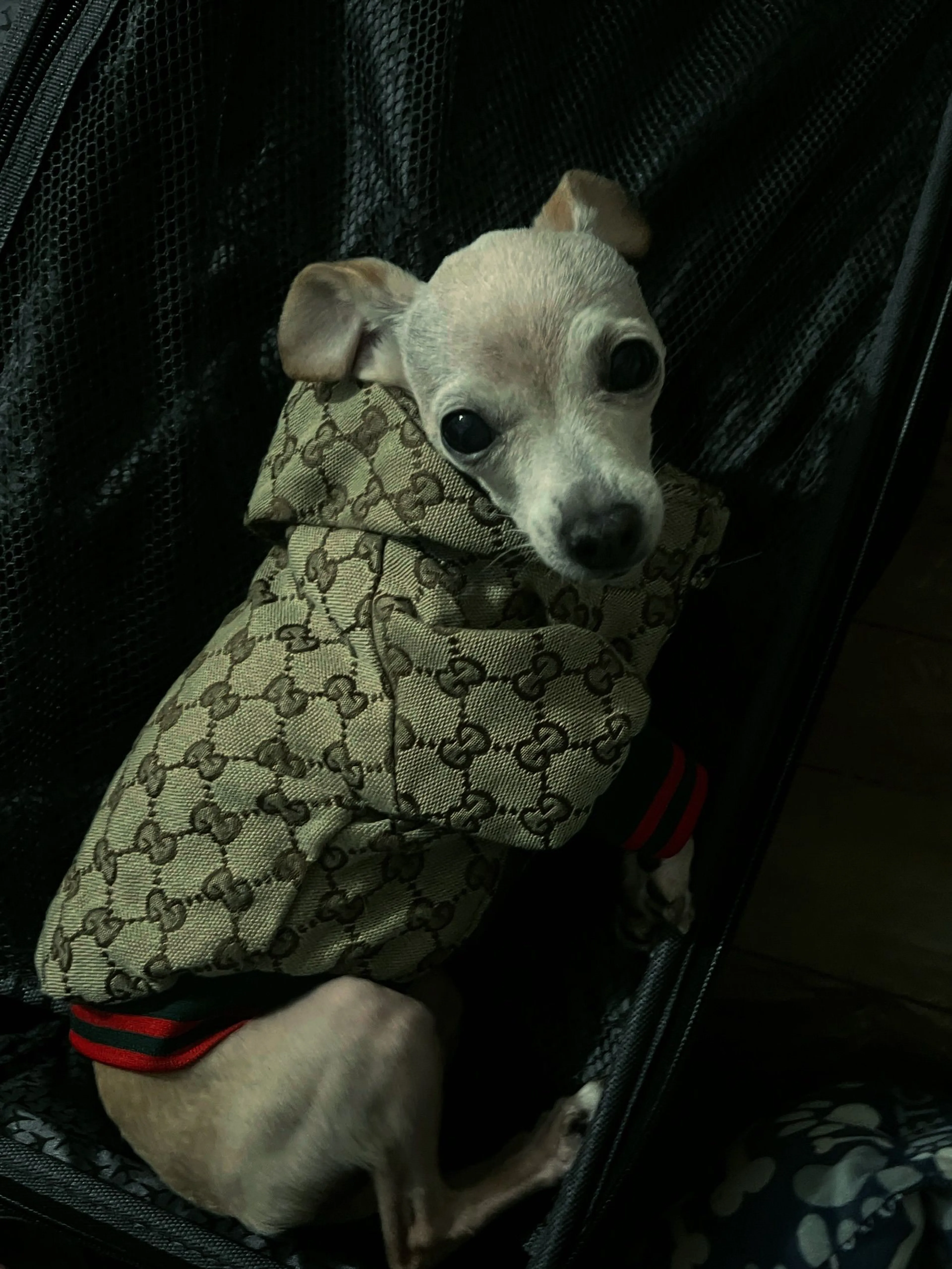 Lost pet-2