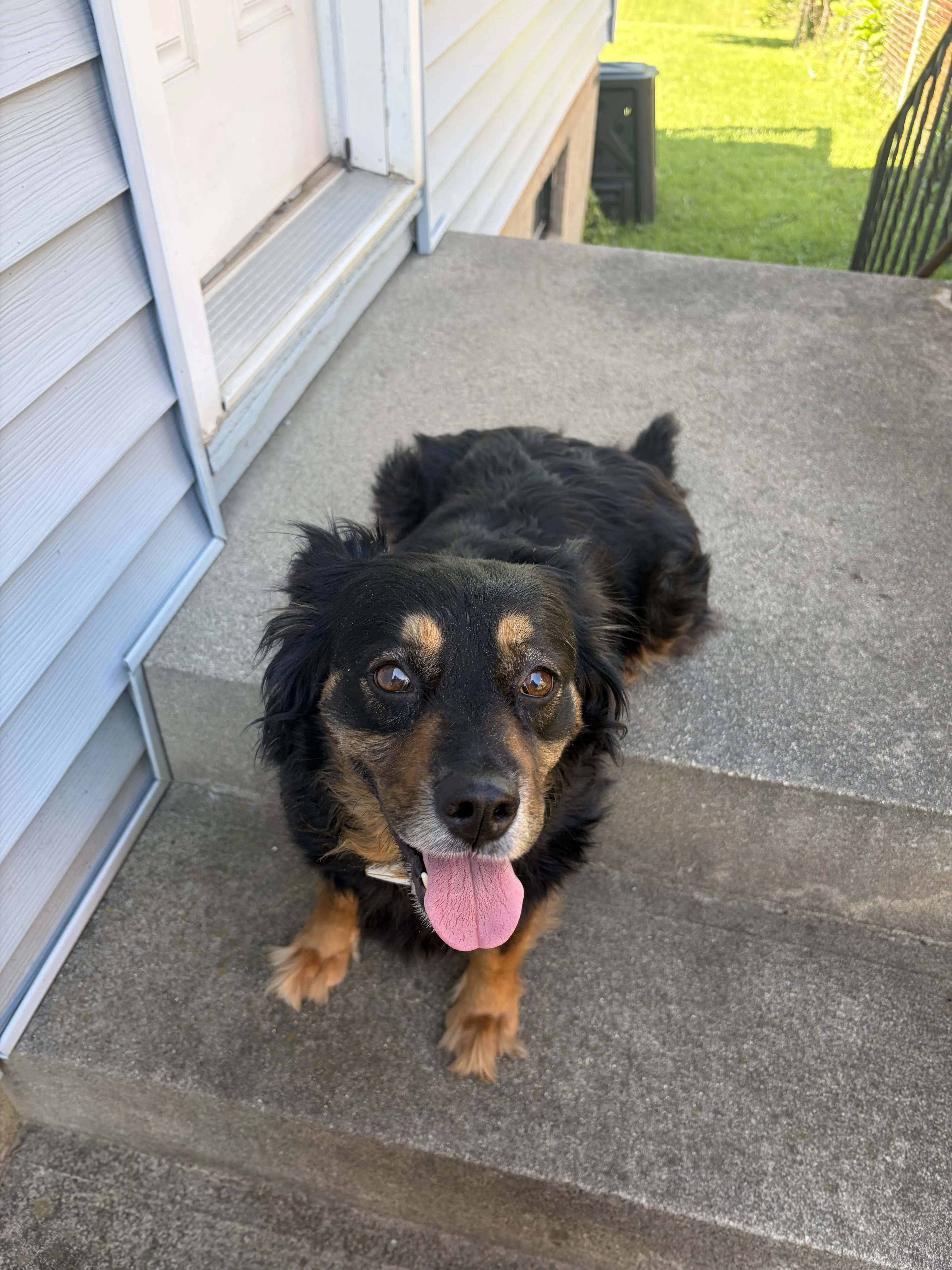 Lost pet