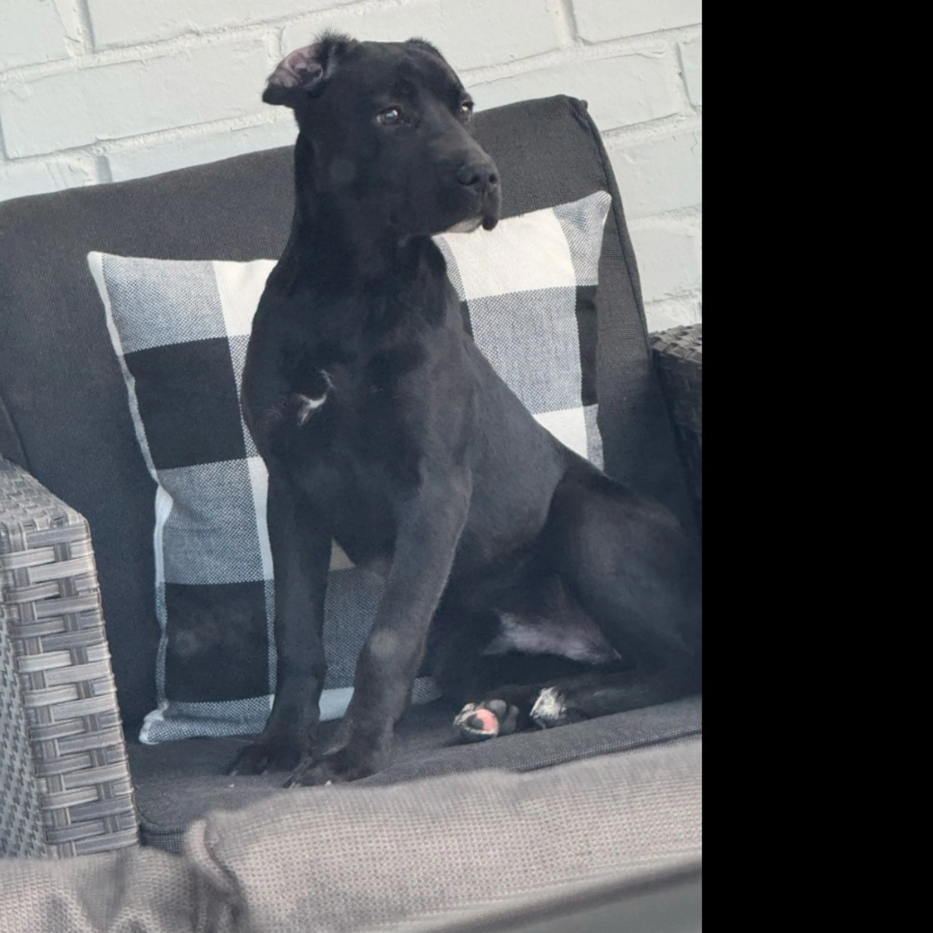 Found pet