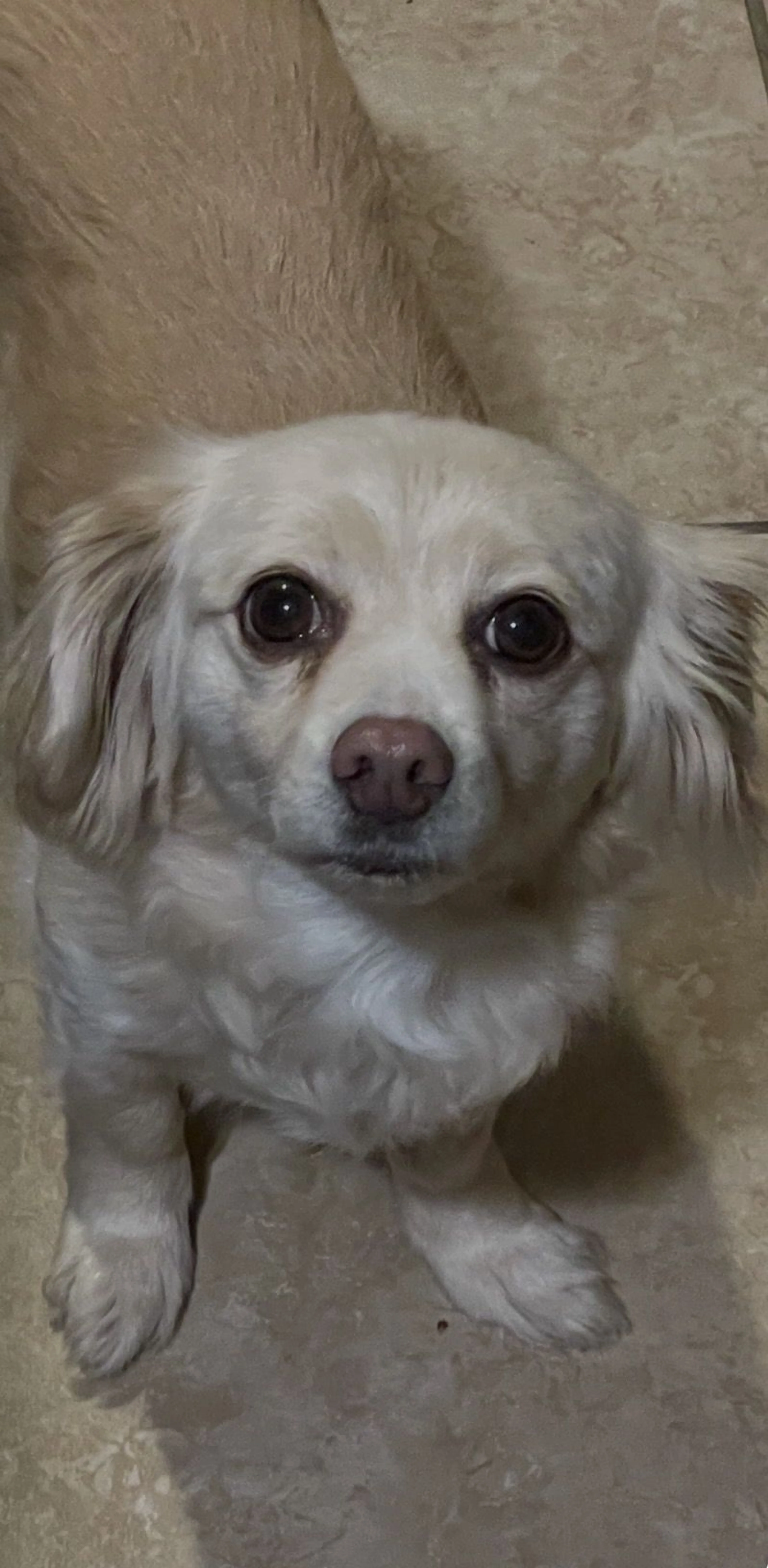 Lost pet-3