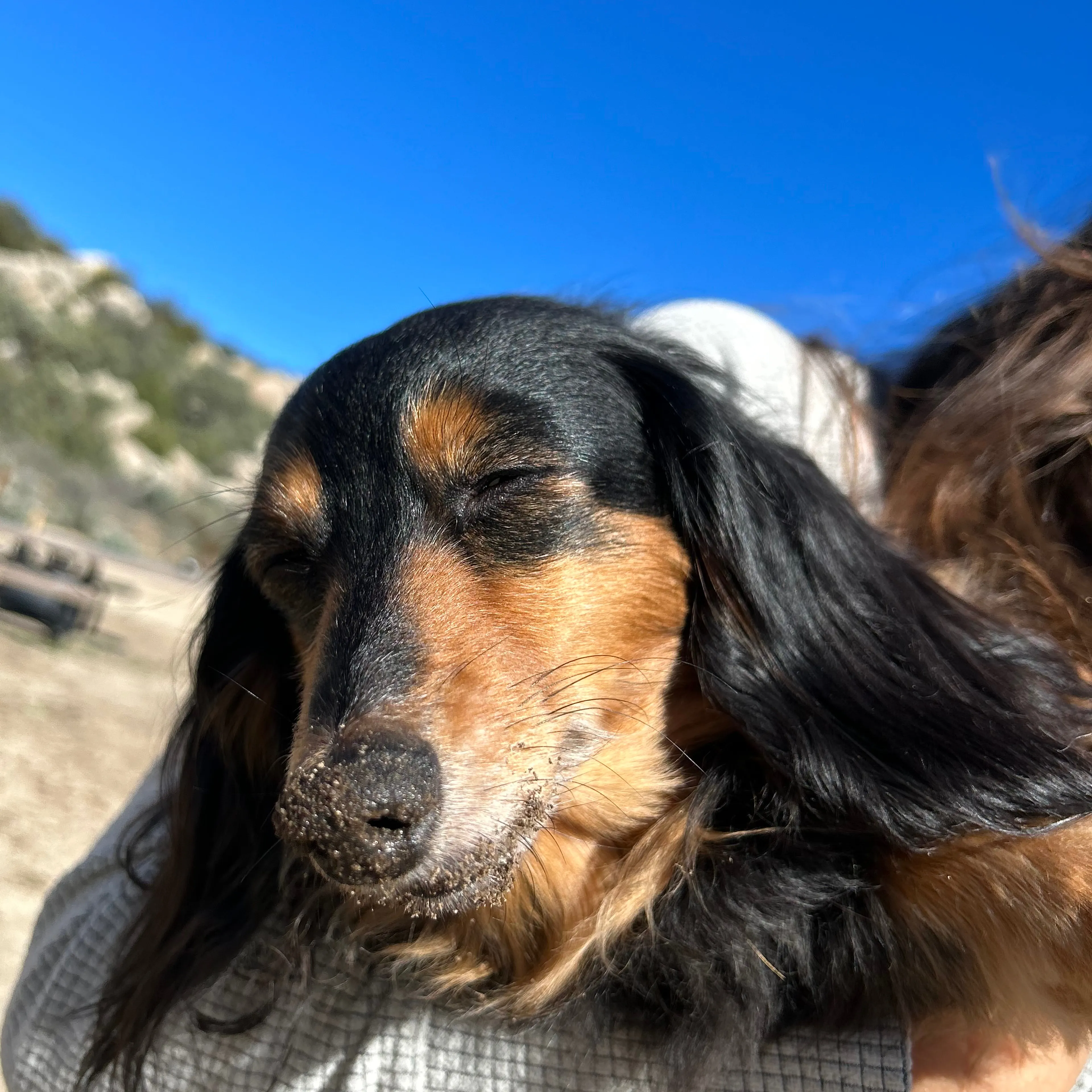 Lost pet-2