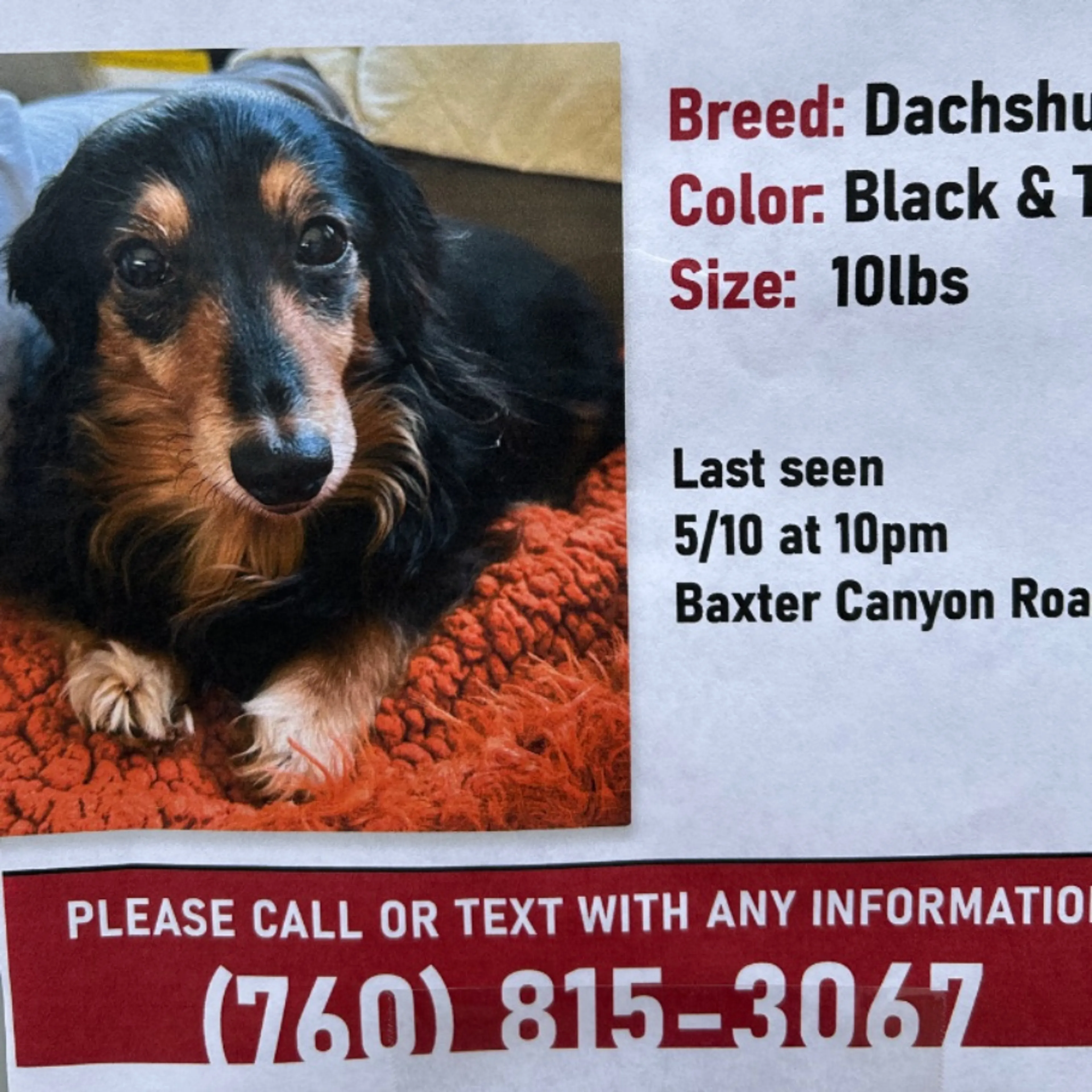 Lost pet-0