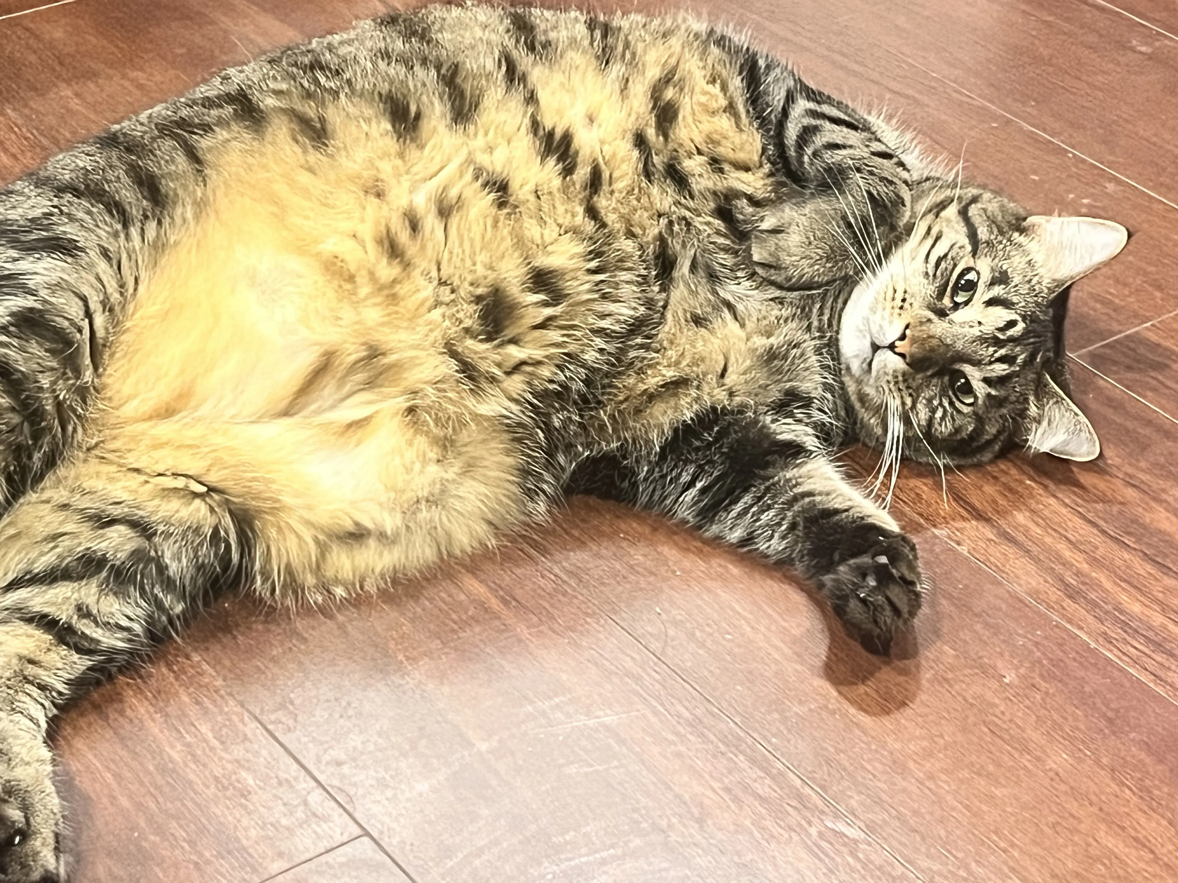 Lost pet-1