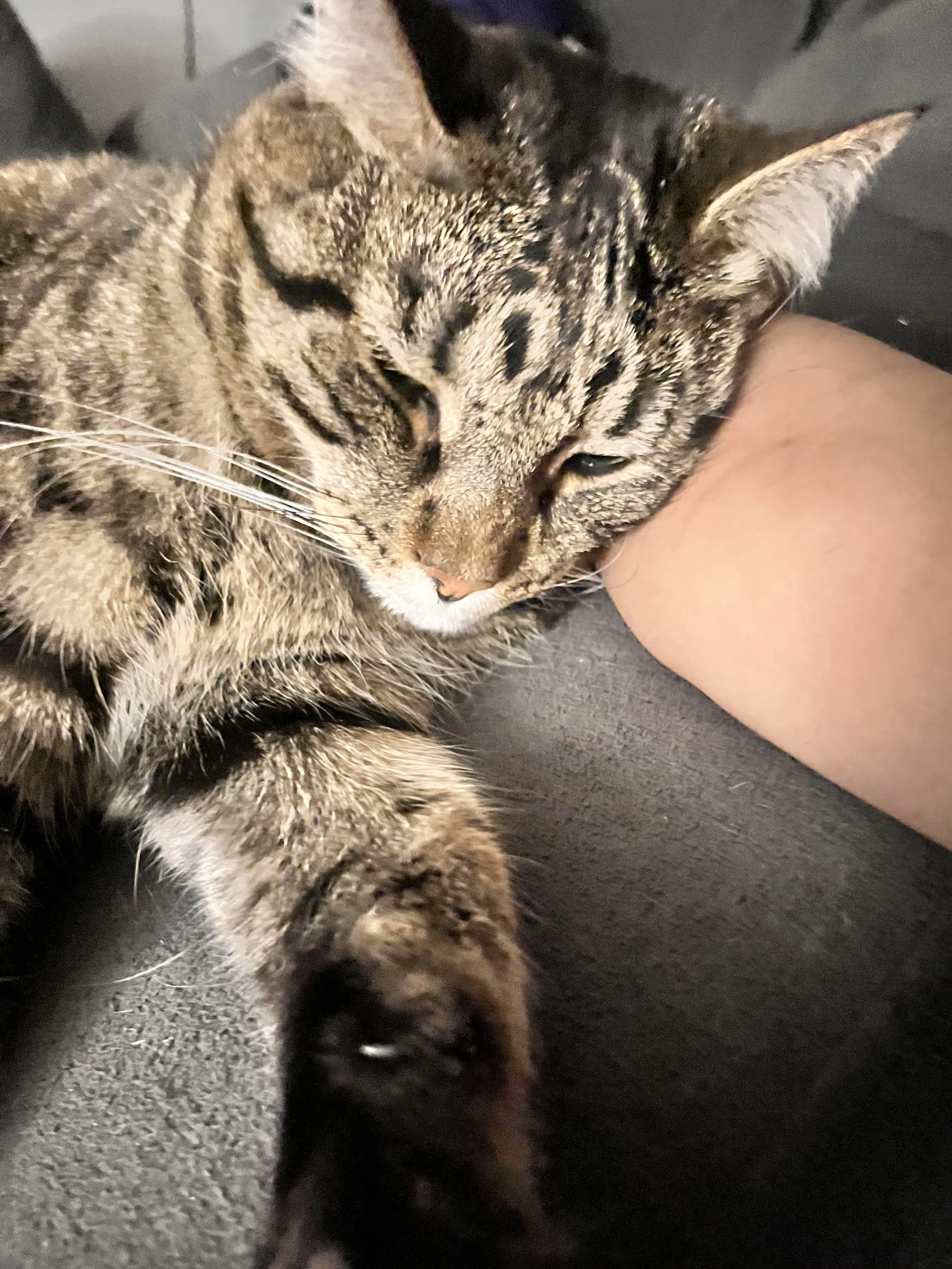 Lost pet-2