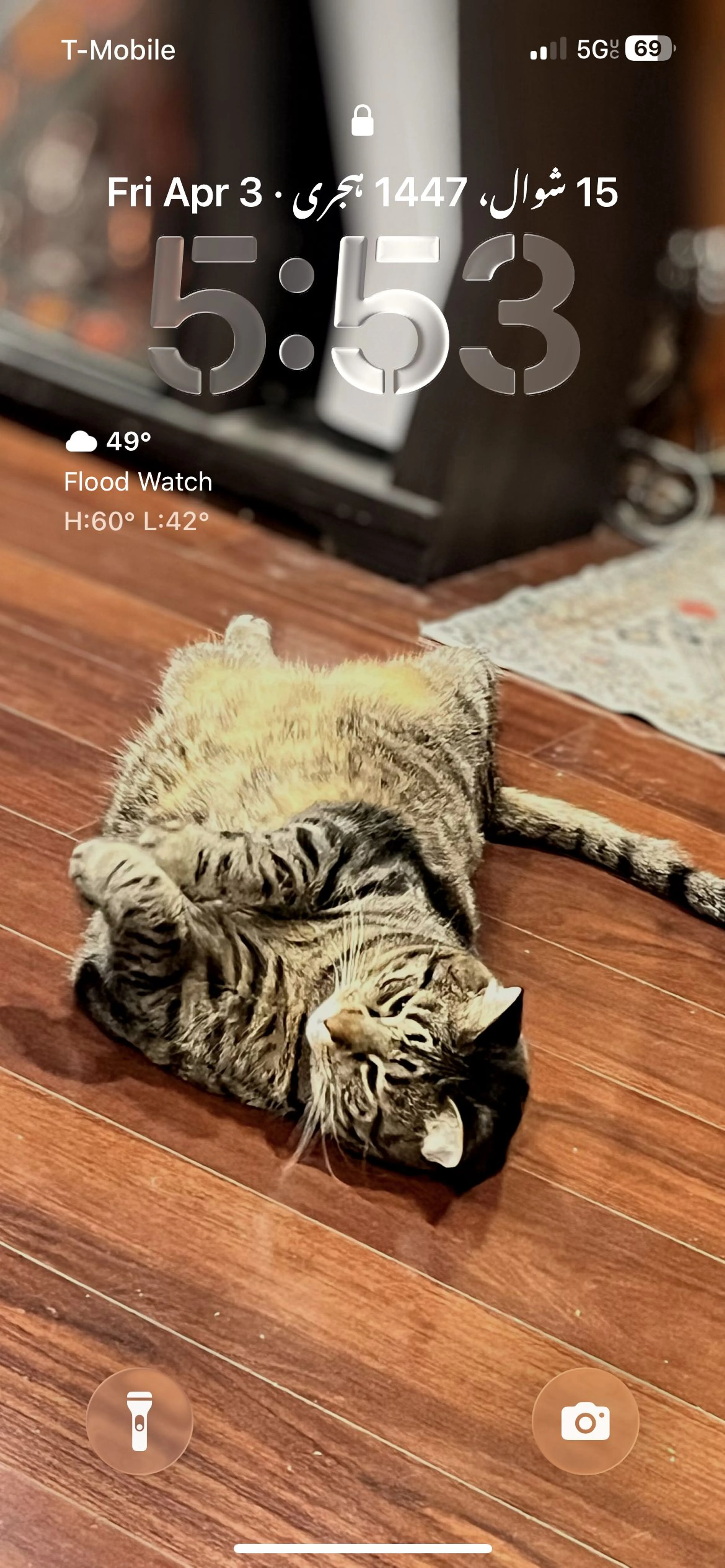 Lost pet-0