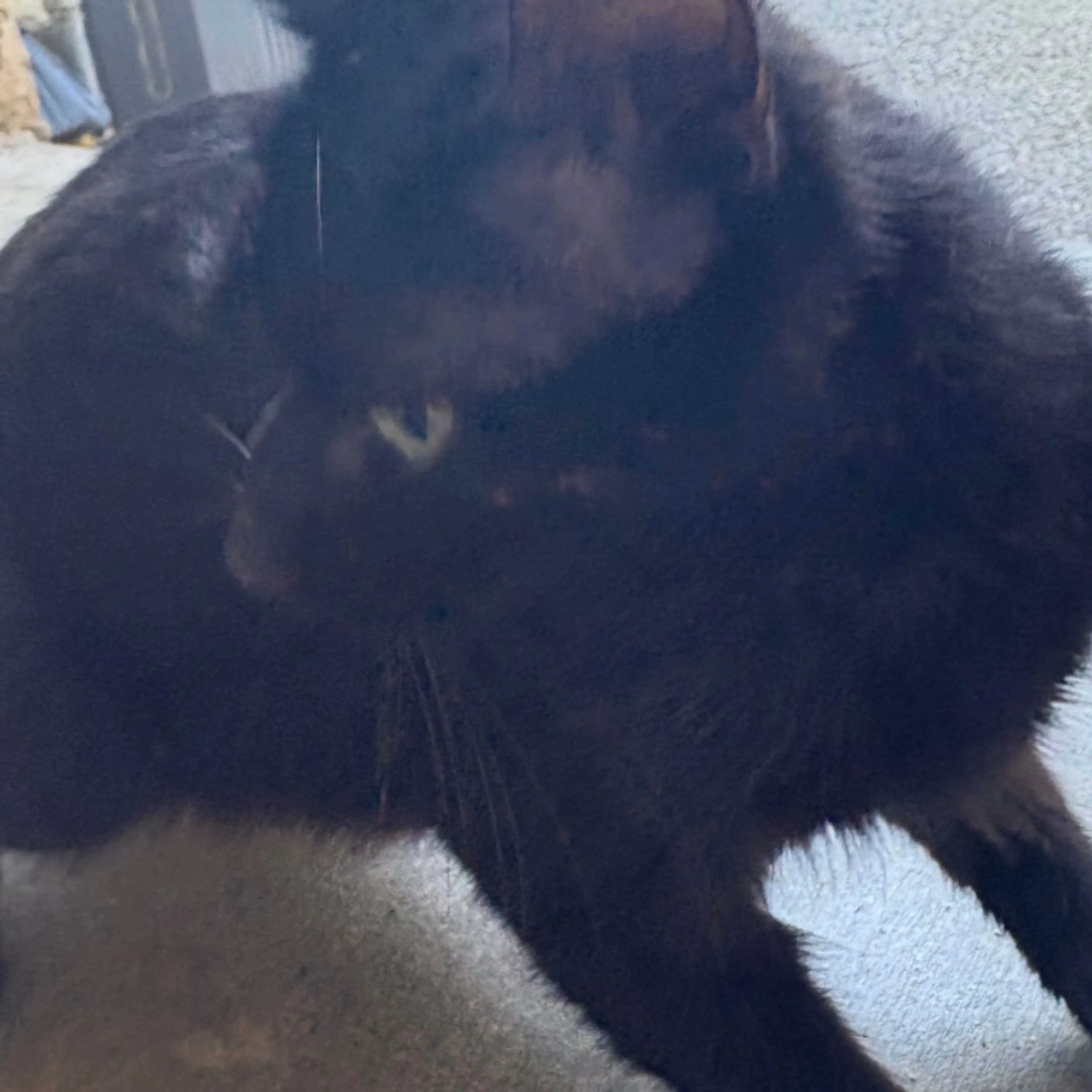 Found pet-0