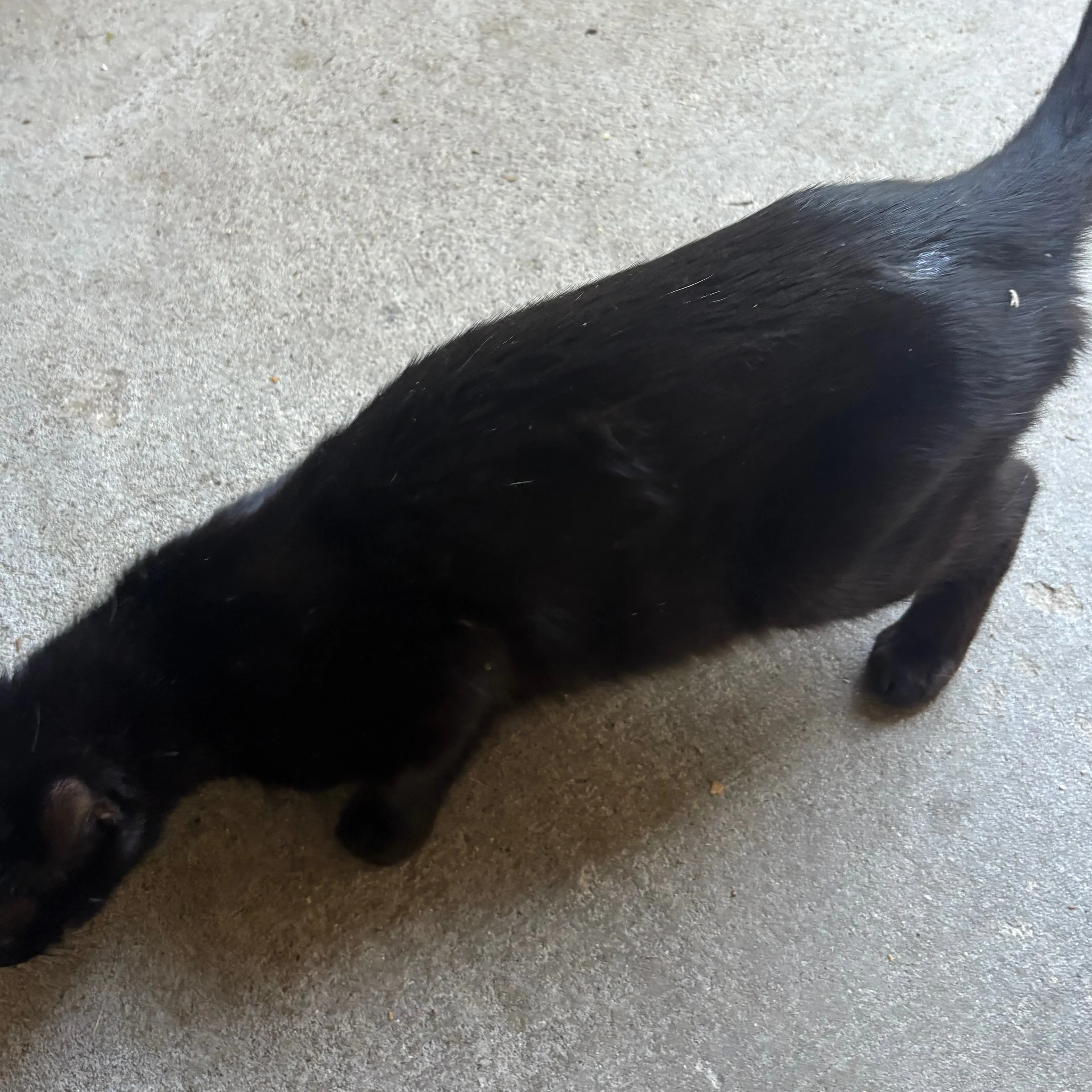 Found pet-1