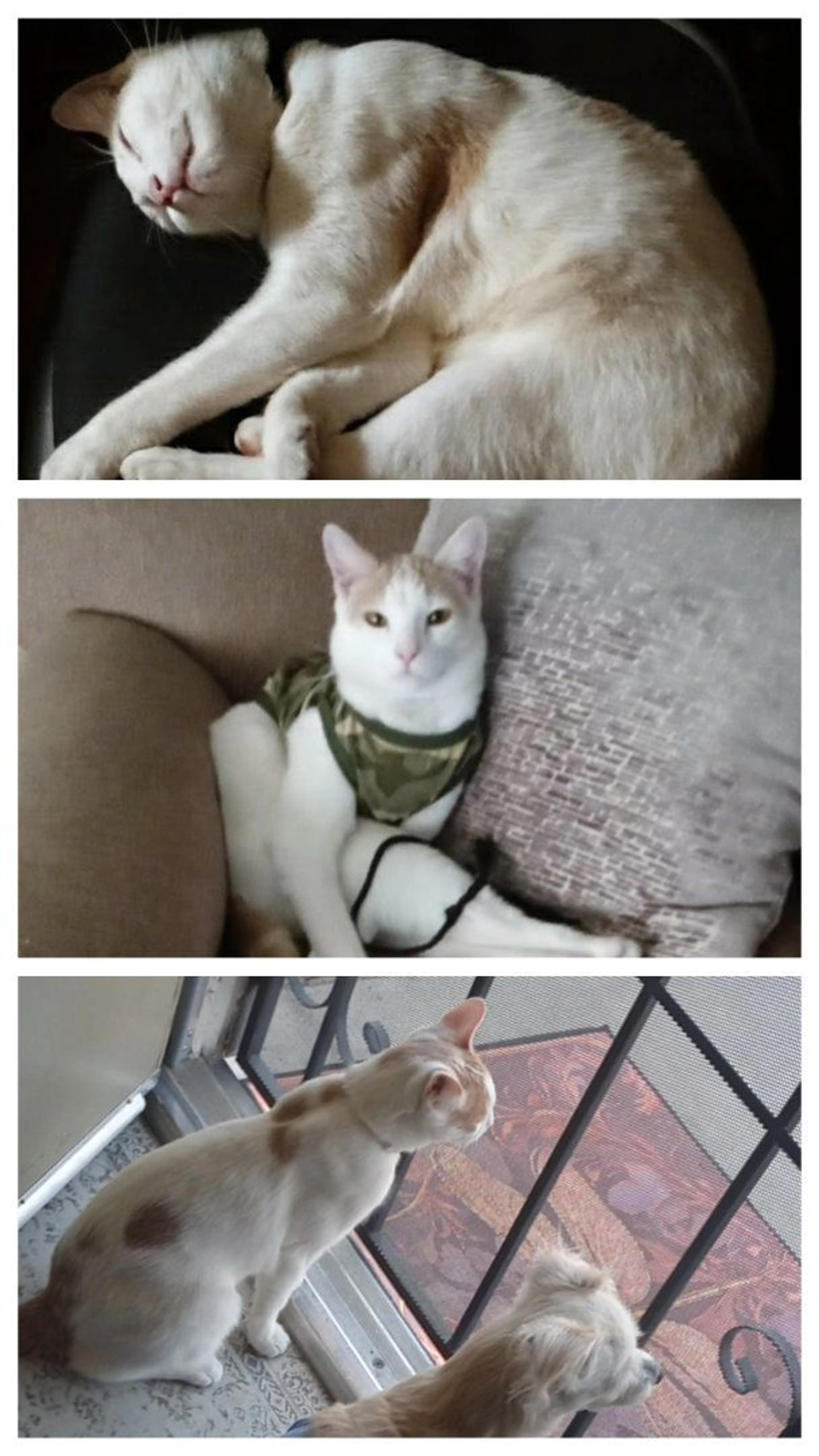 Lost pet