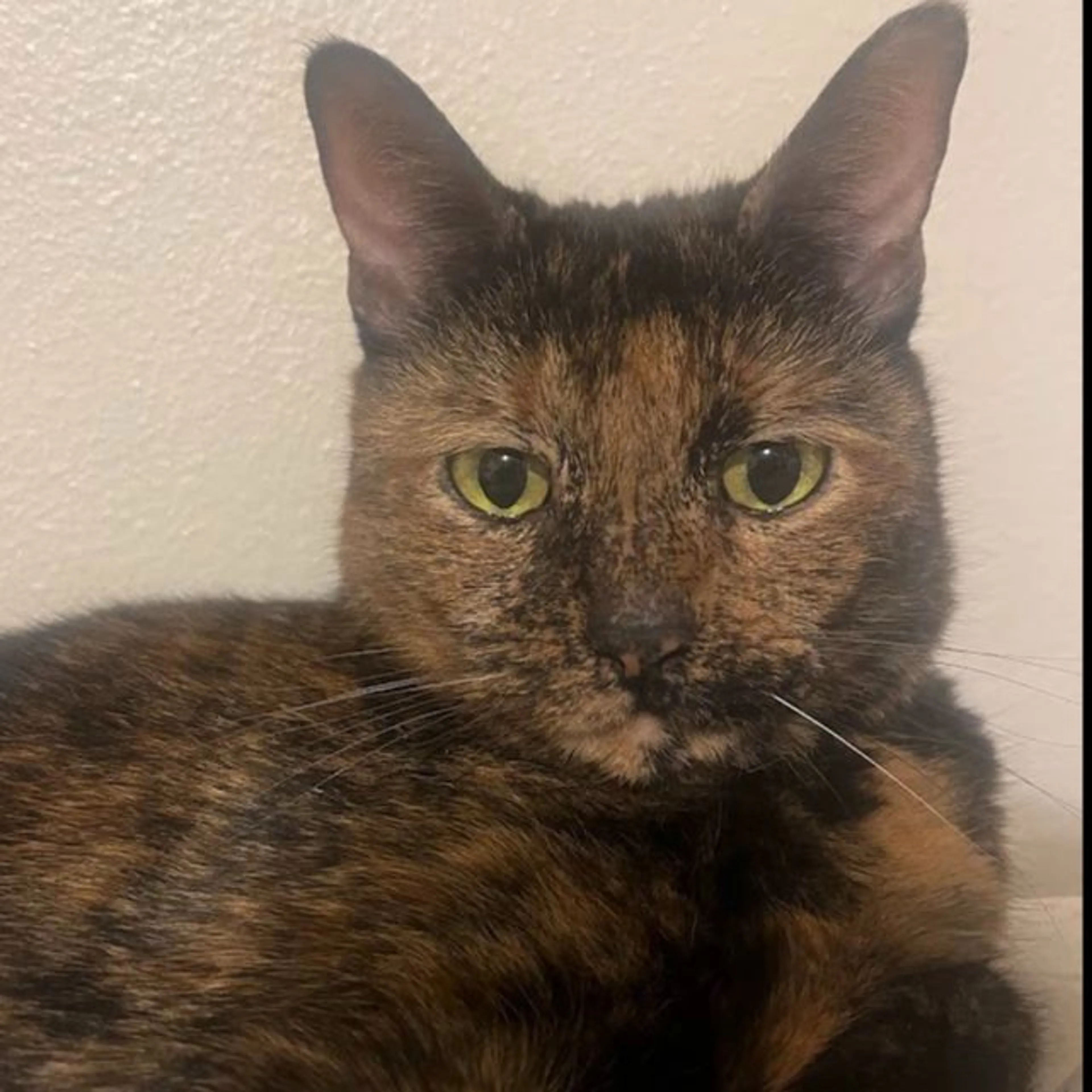 Lost pet