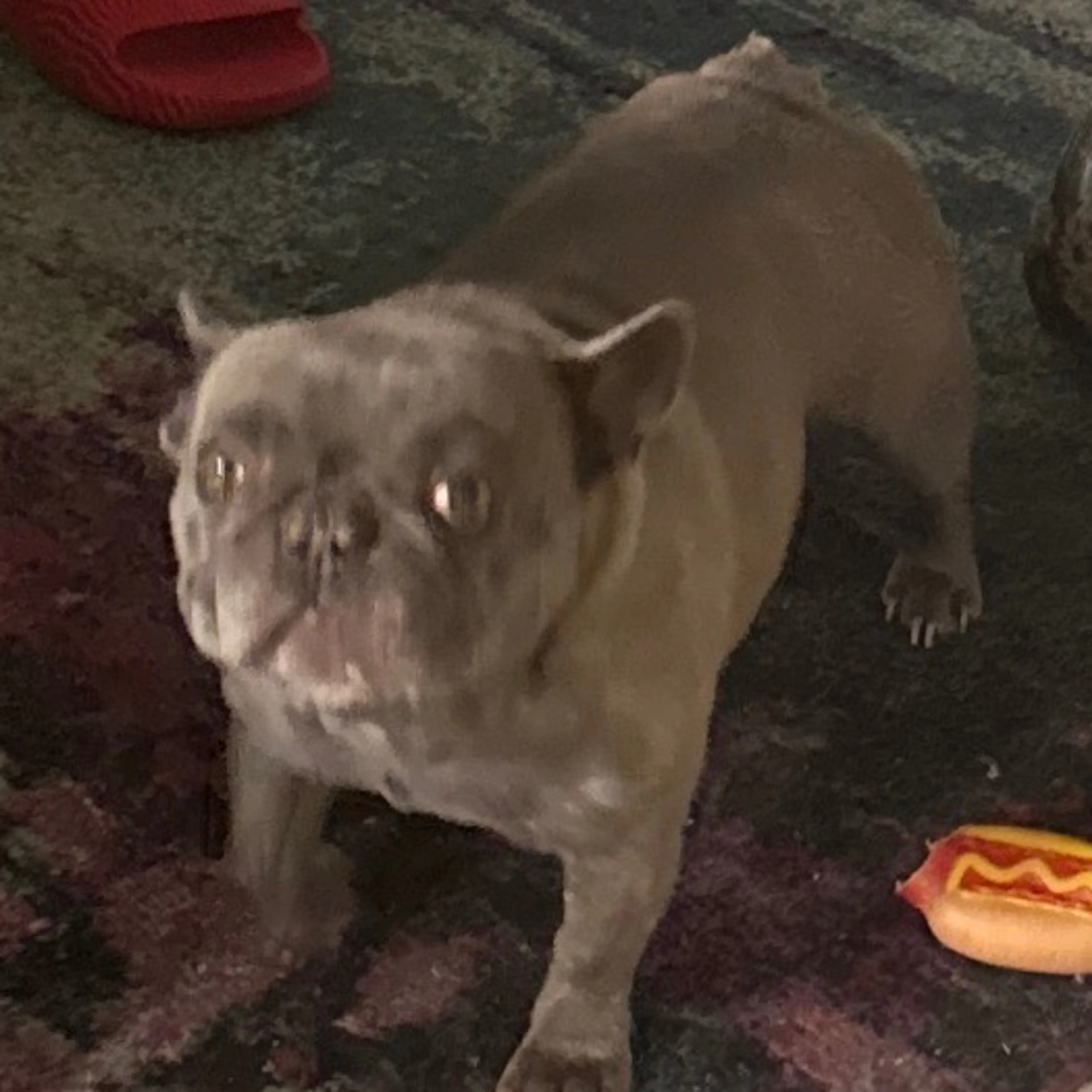 Lost pet