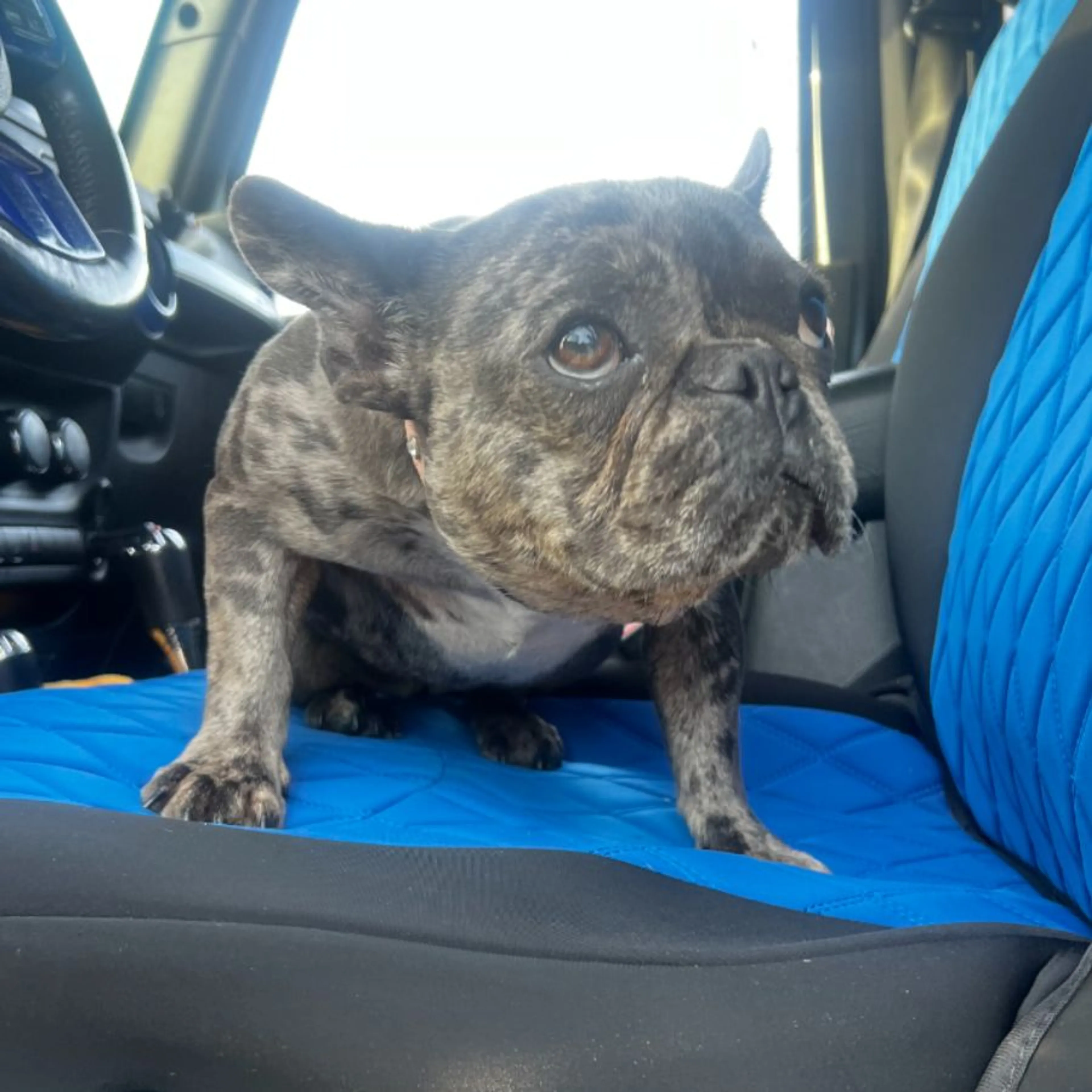 Found pet