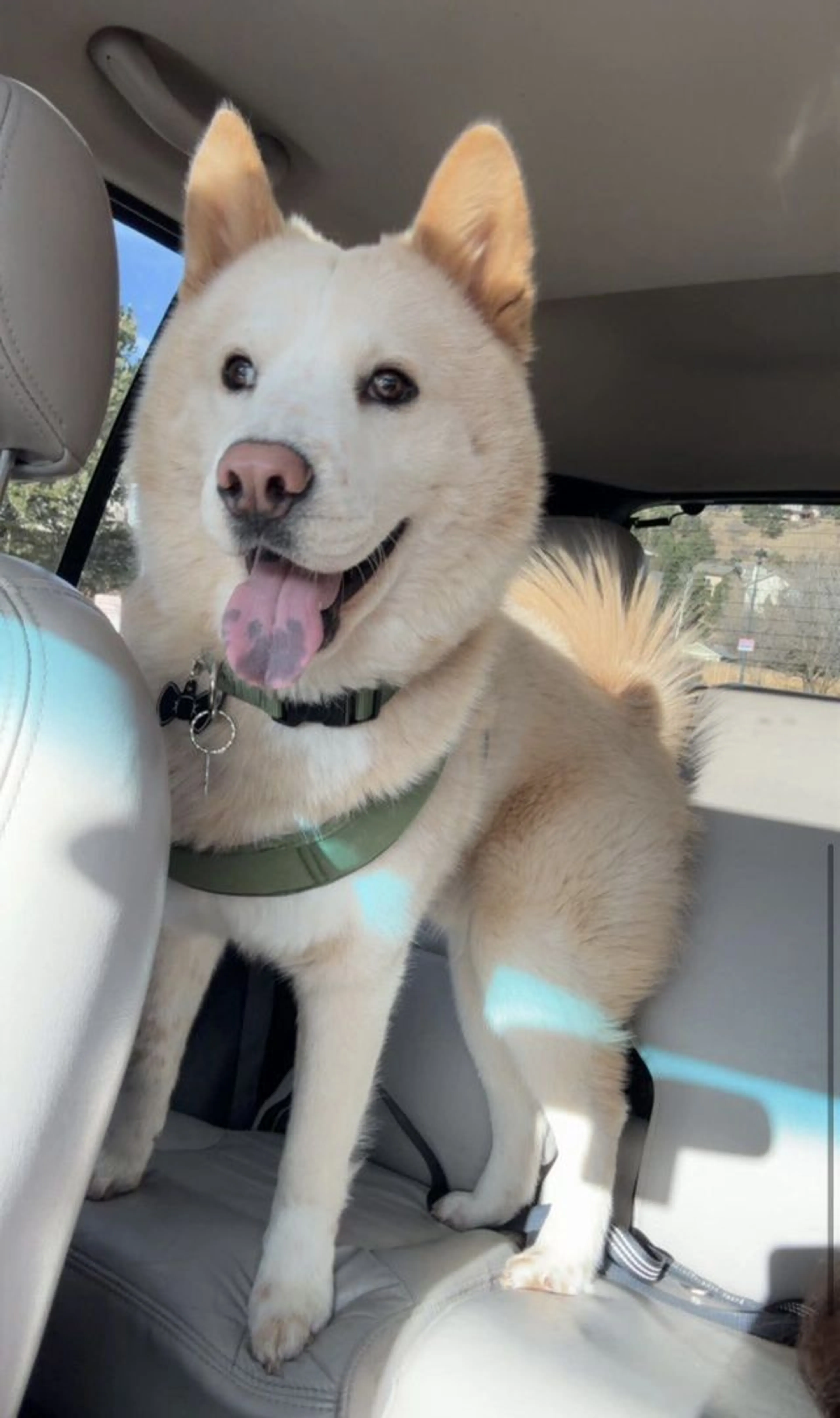 Lost pet-2