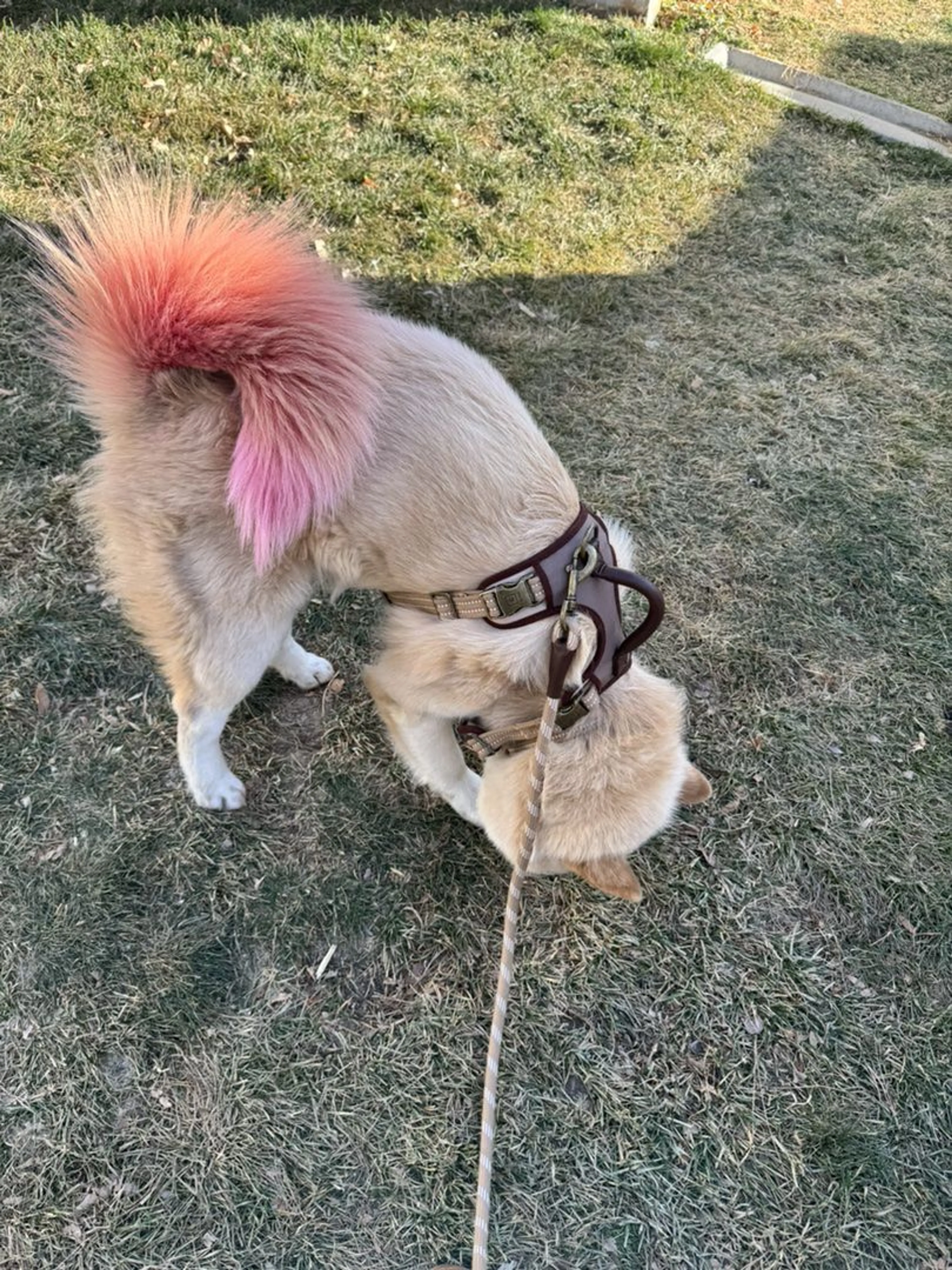 Lost pet-1