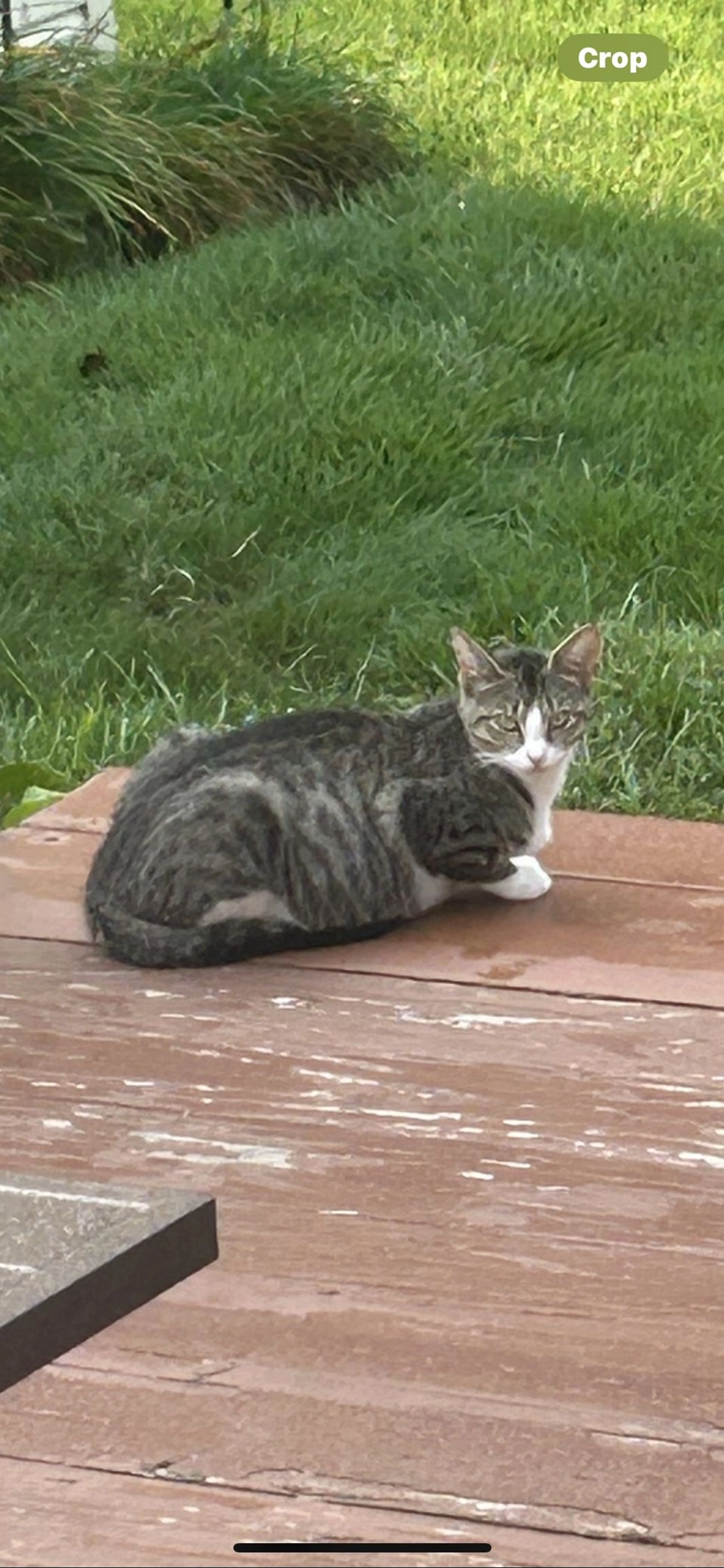 Lost pet-0