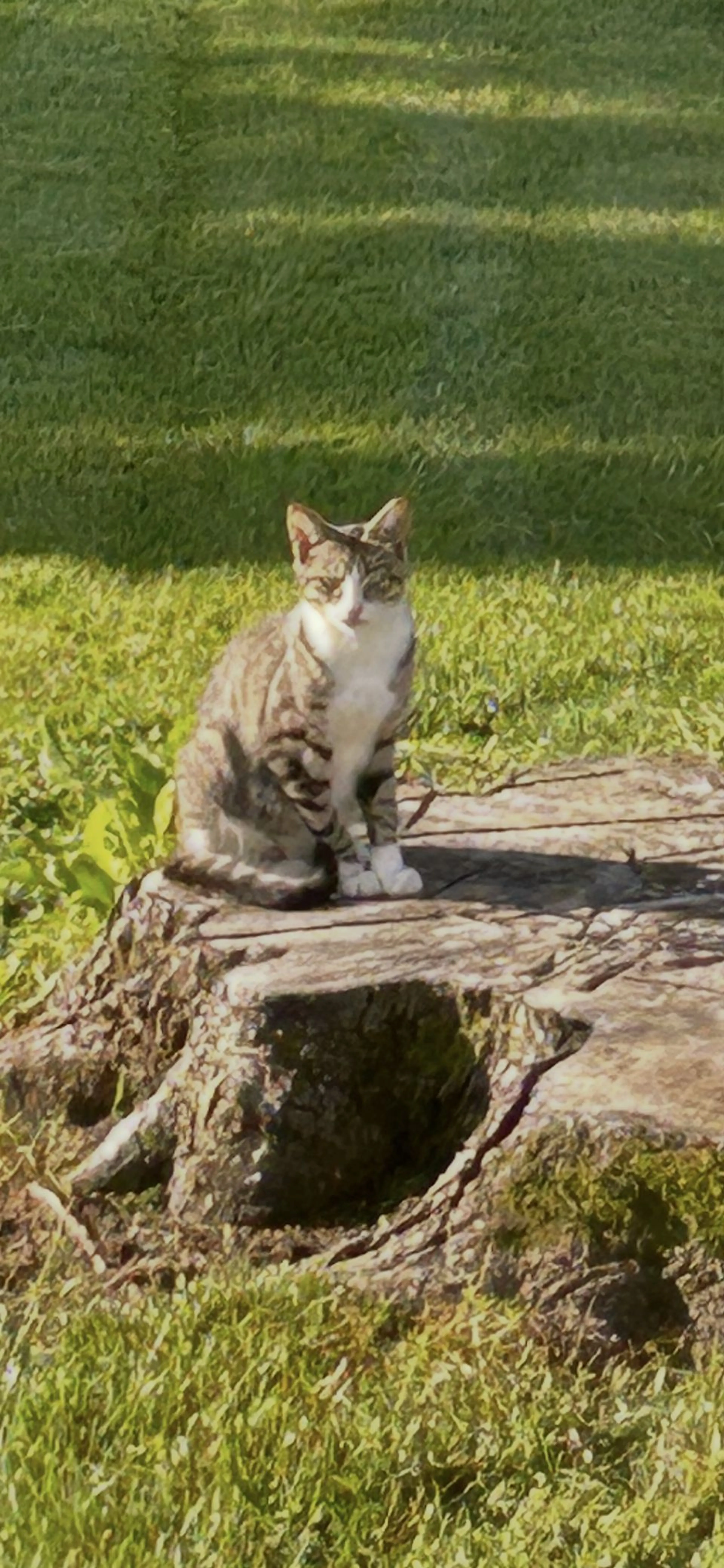 Lost pet-1