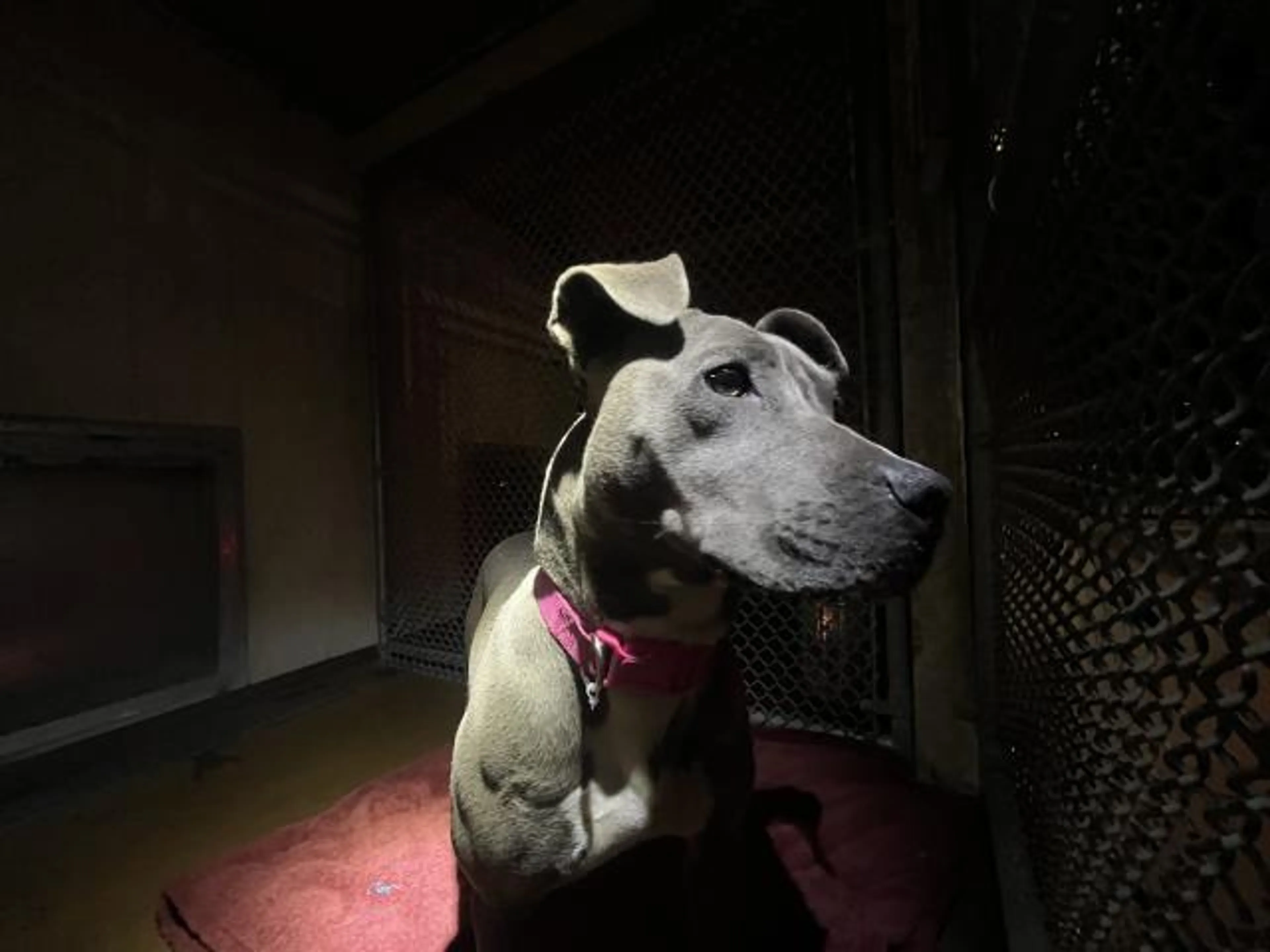 Found pet