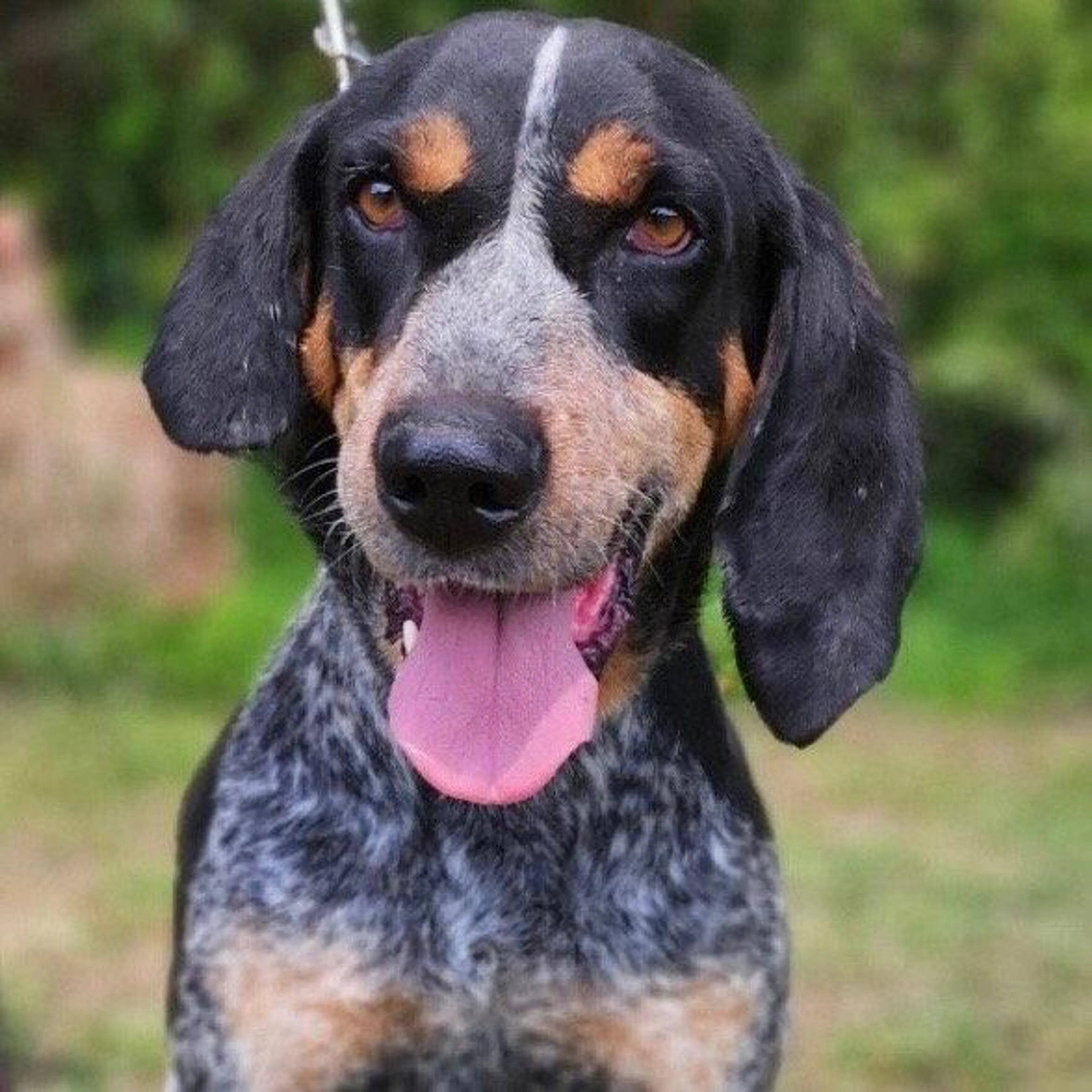 Found pet-2