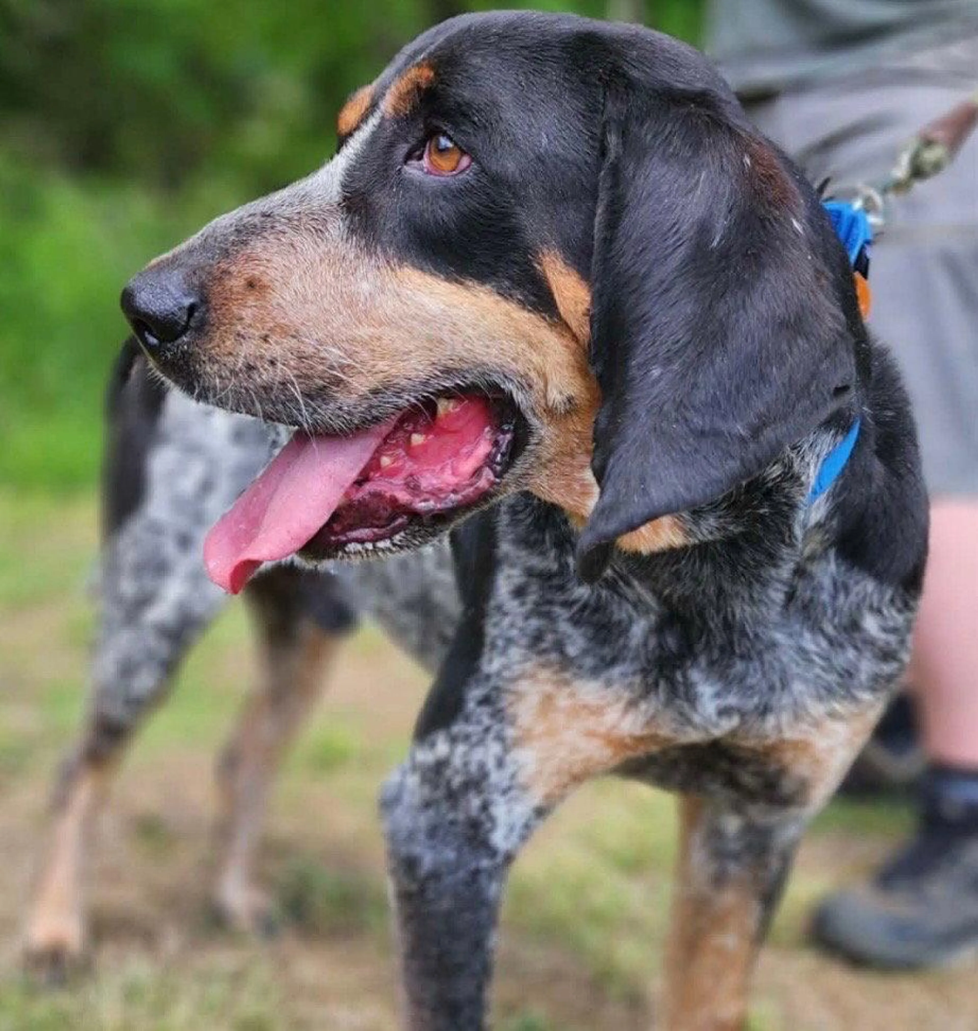 Found pet-1