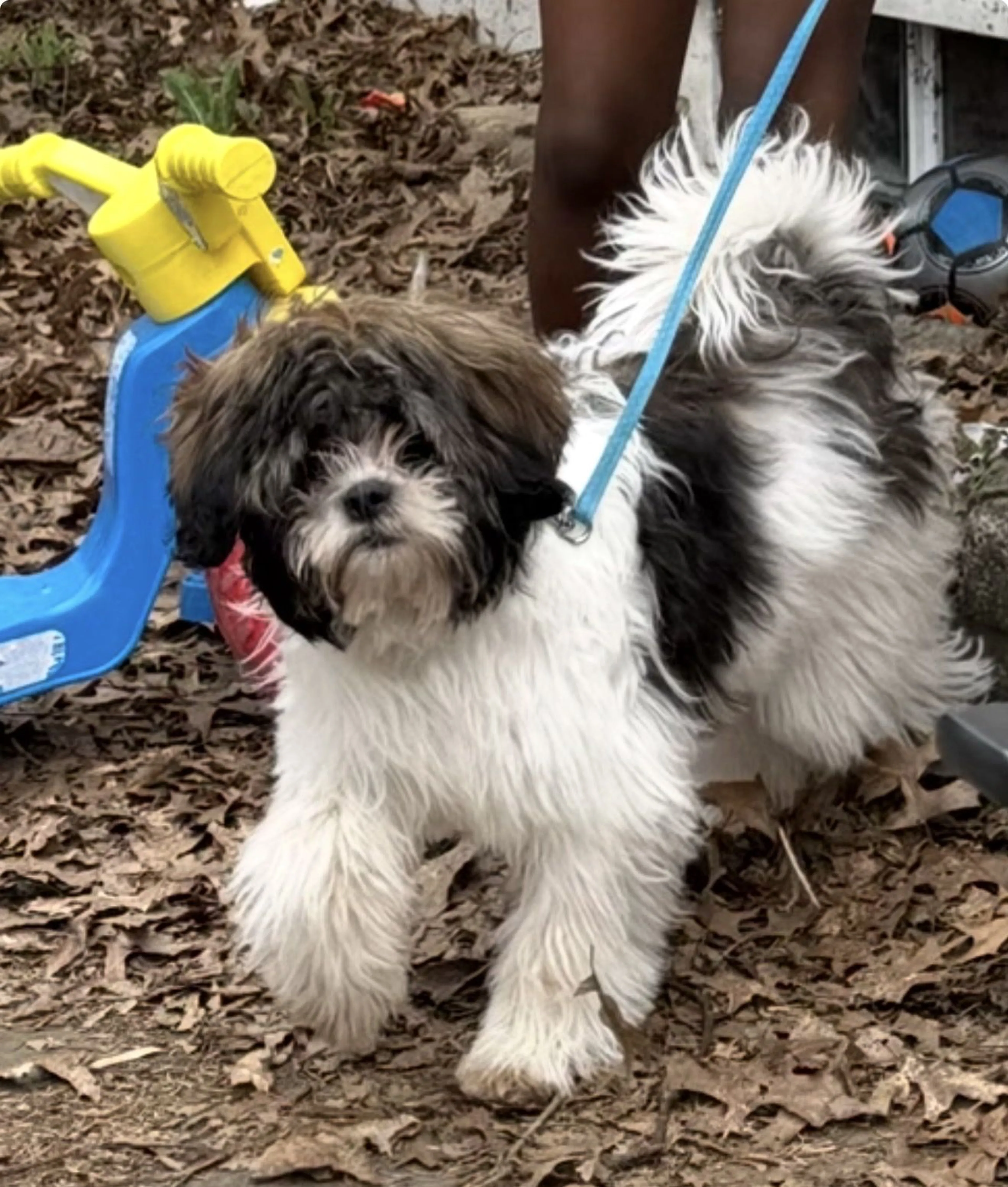 Lost pet