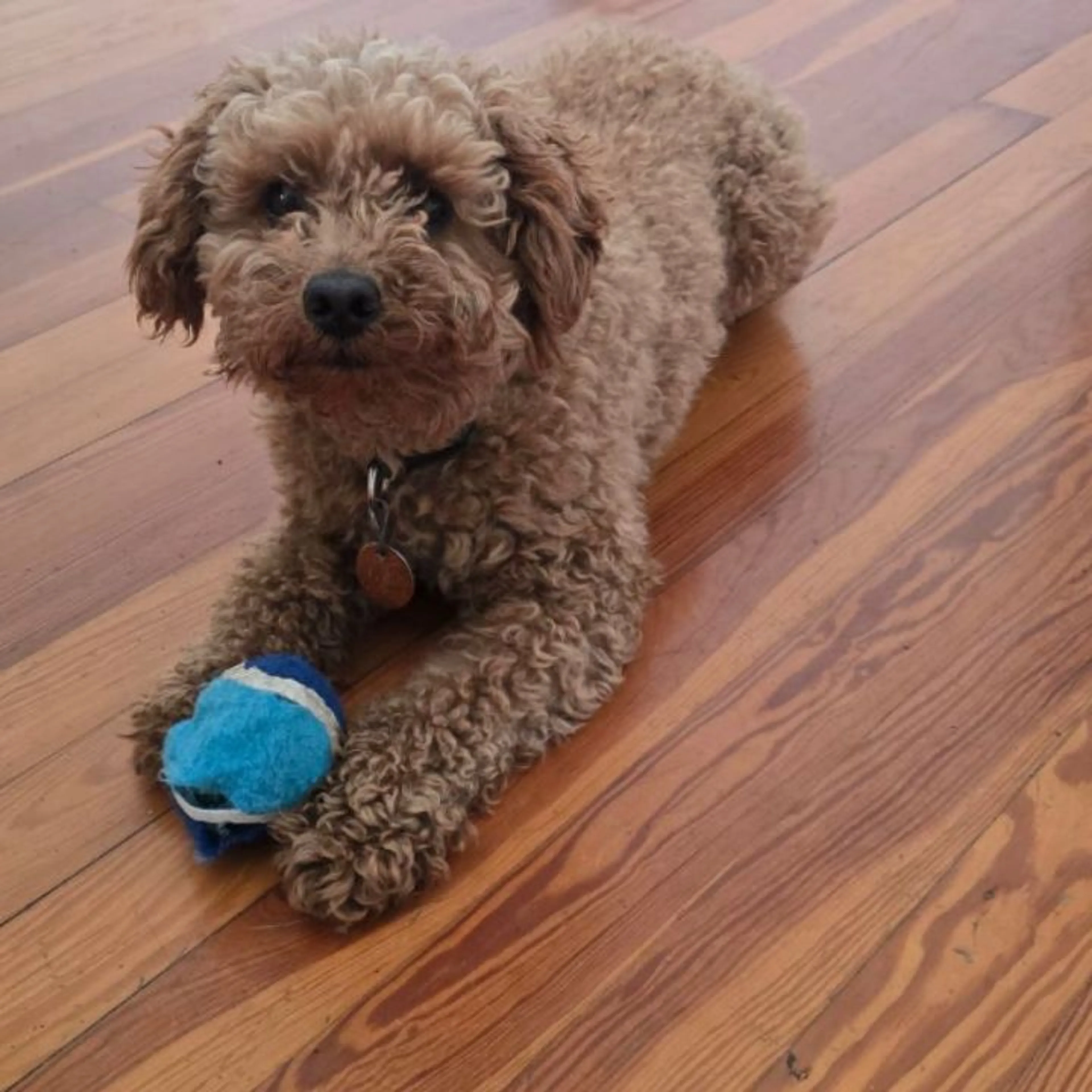 Lost pet