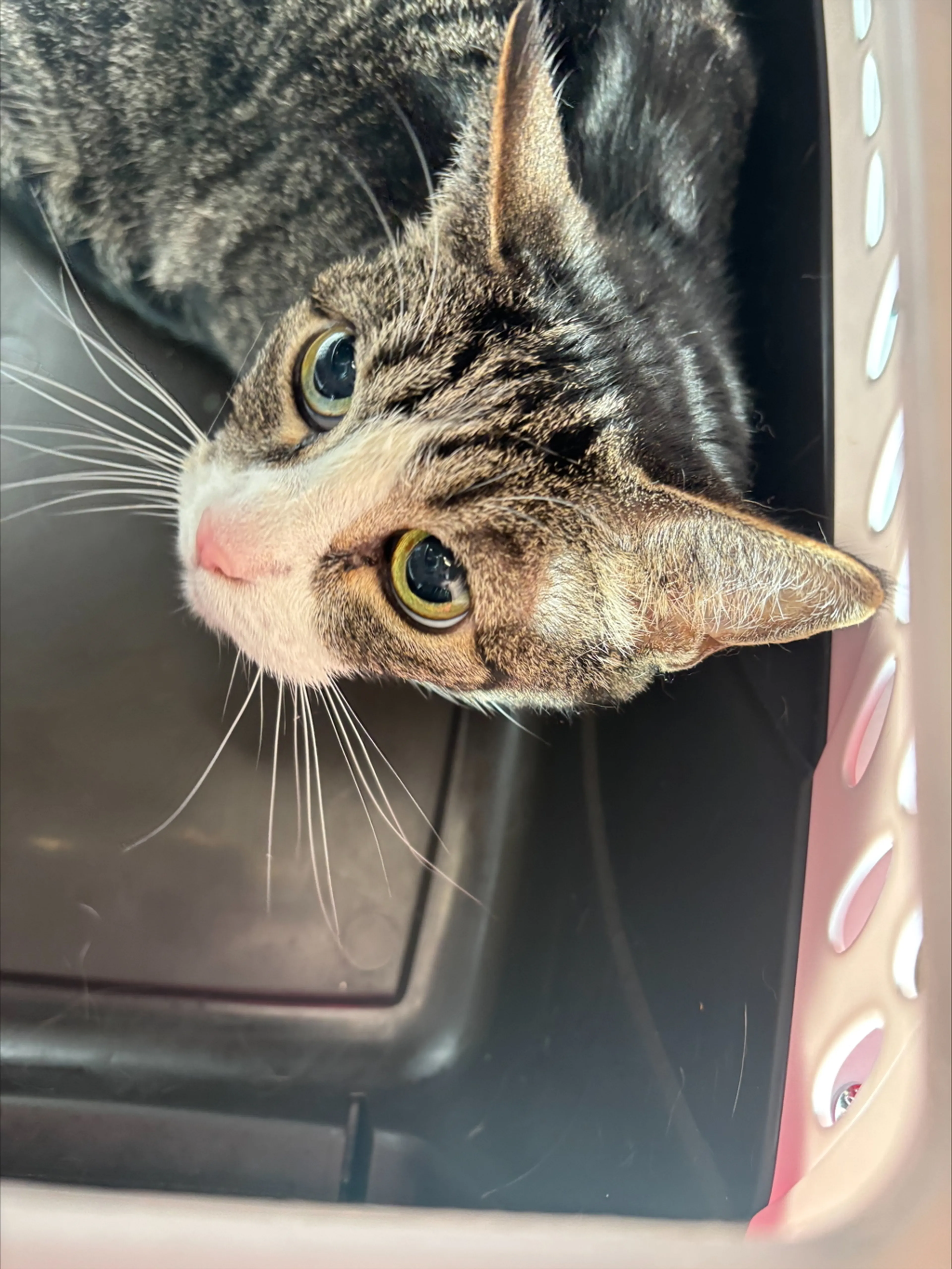 Found pet