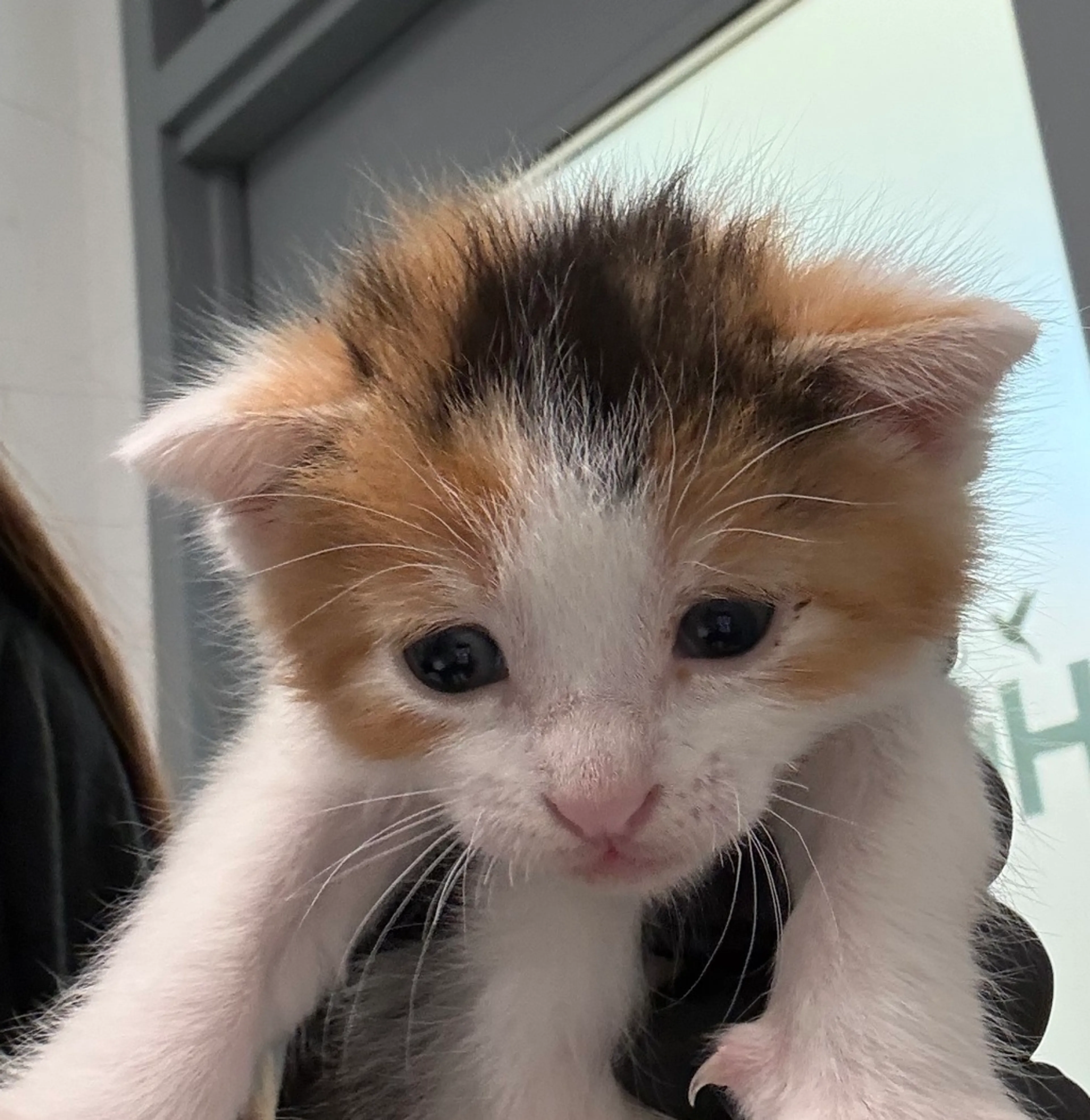 Found pet-0