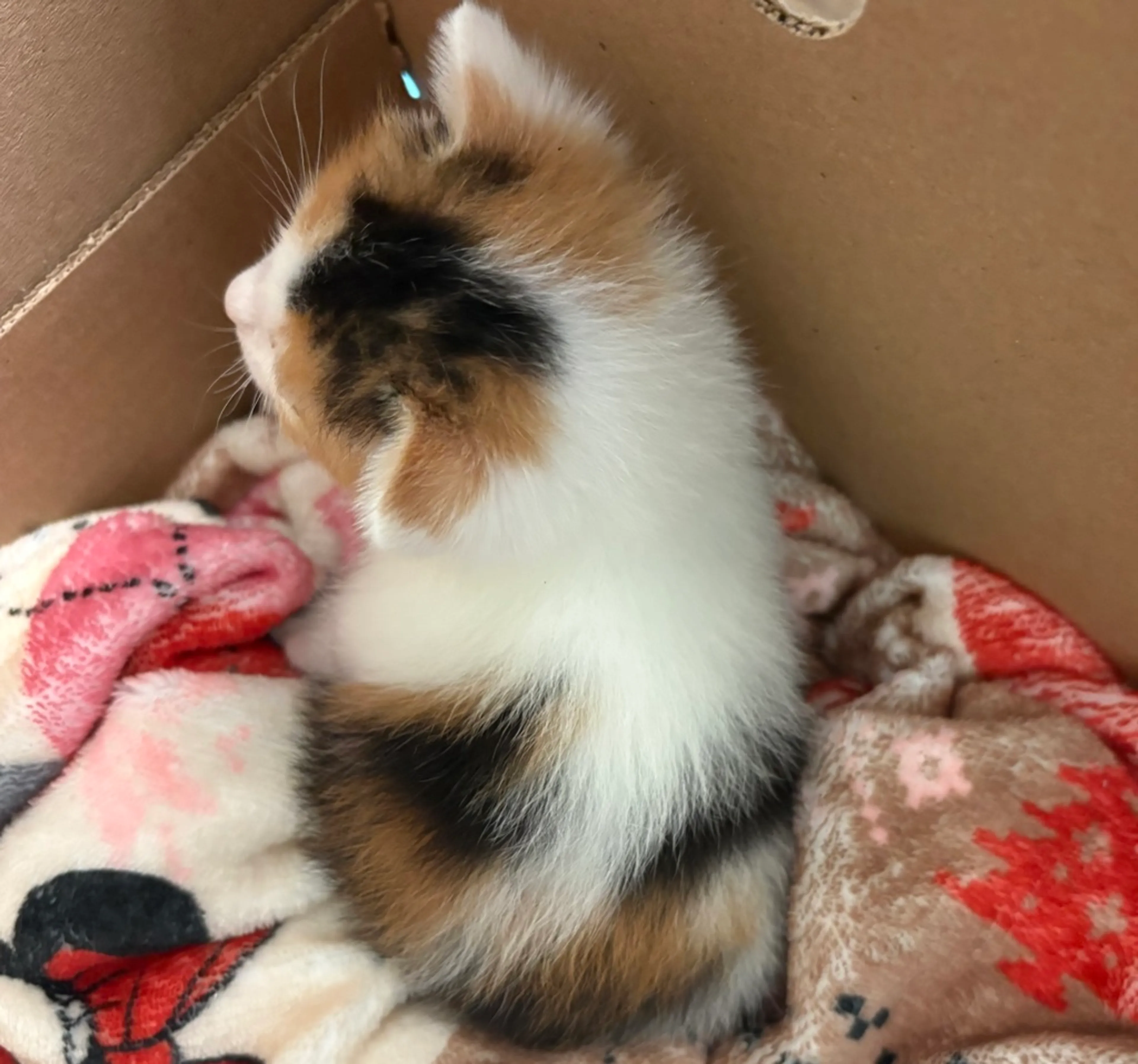 Found pet-1
