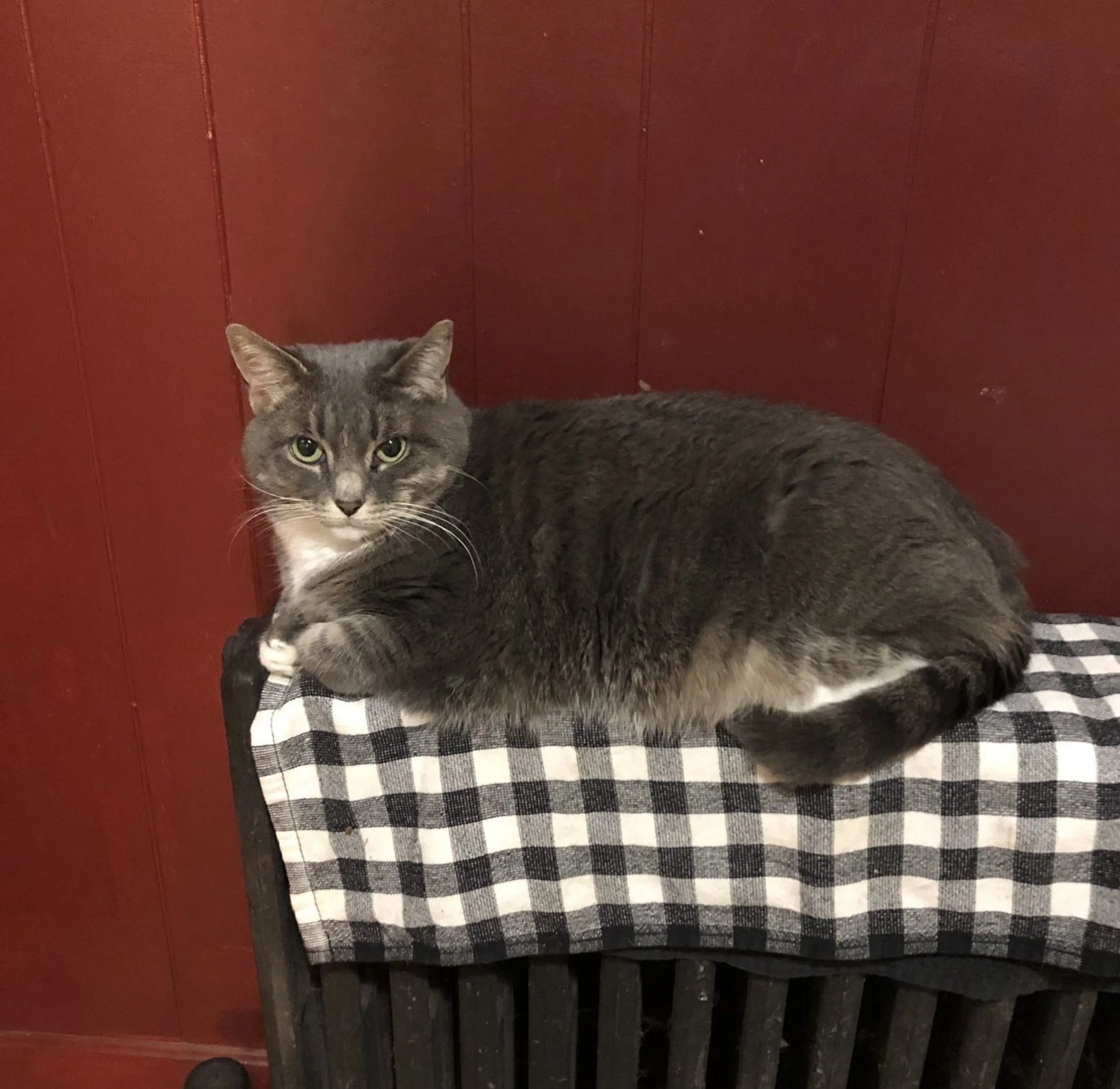 Lost pet-1