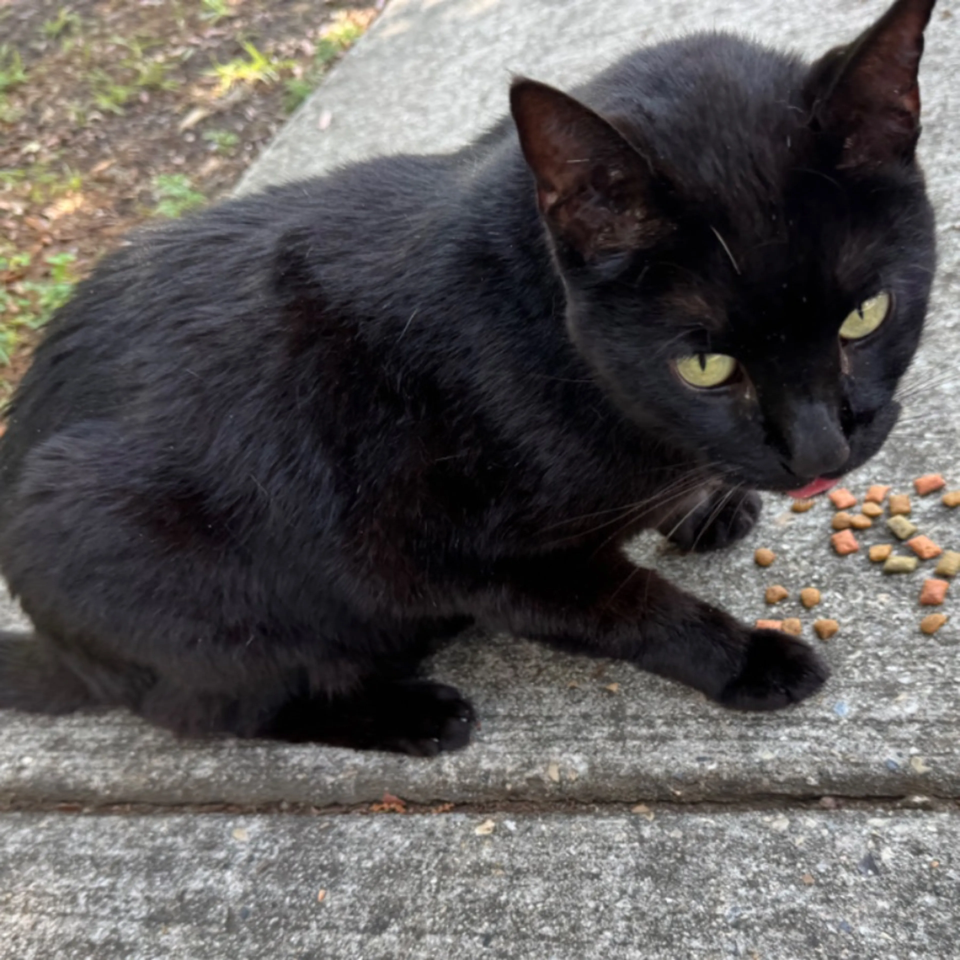 Found pet-0