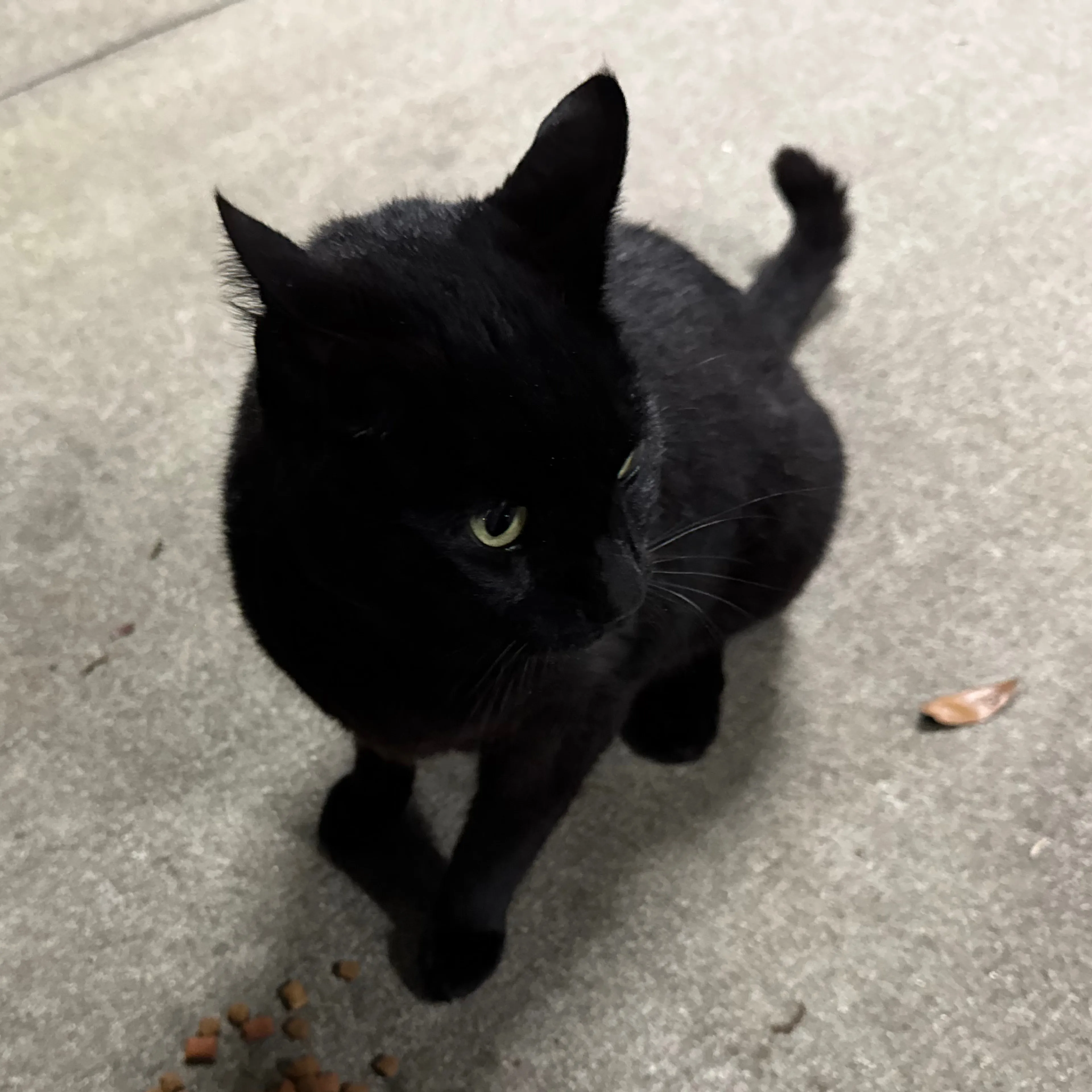Found pet-1