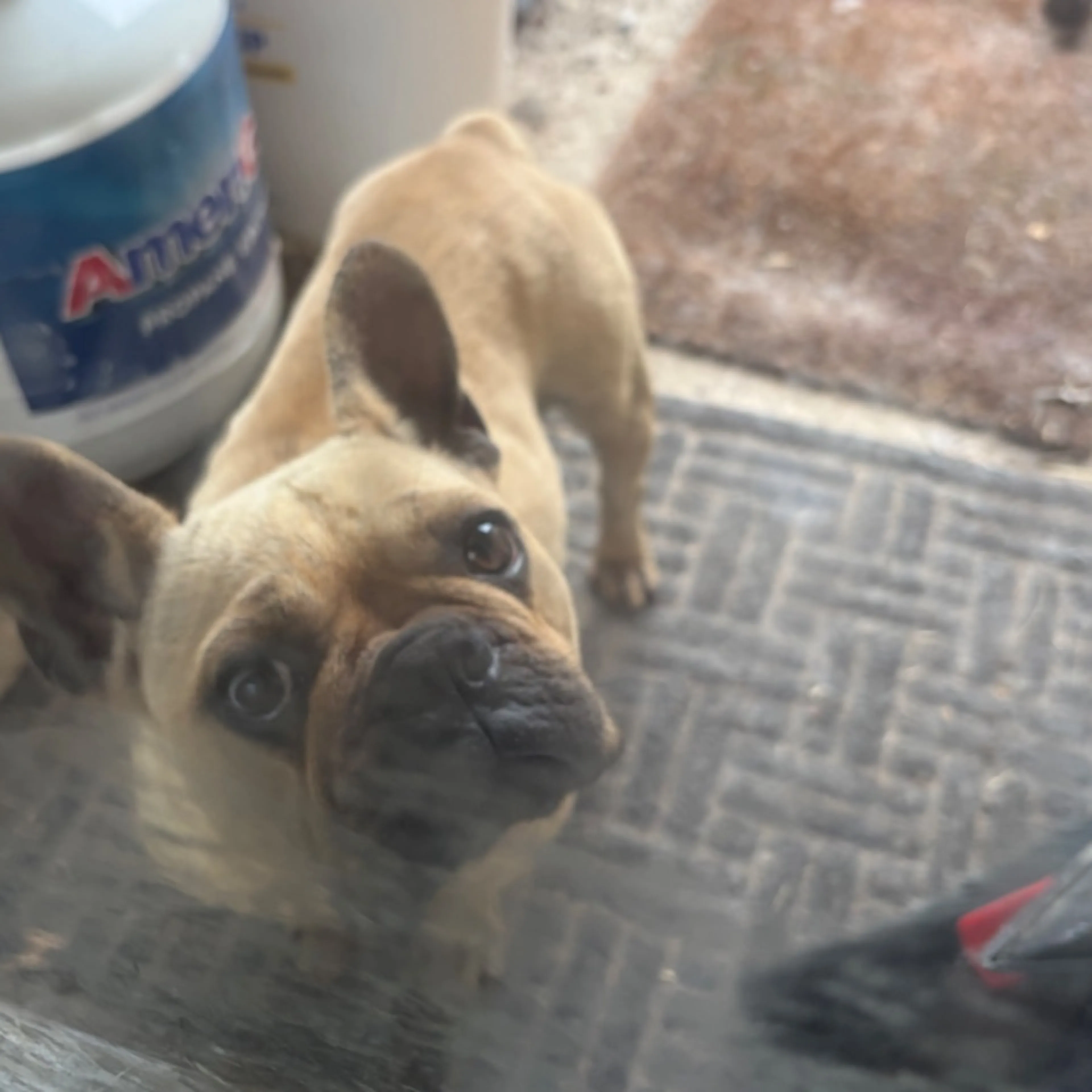 Found pet